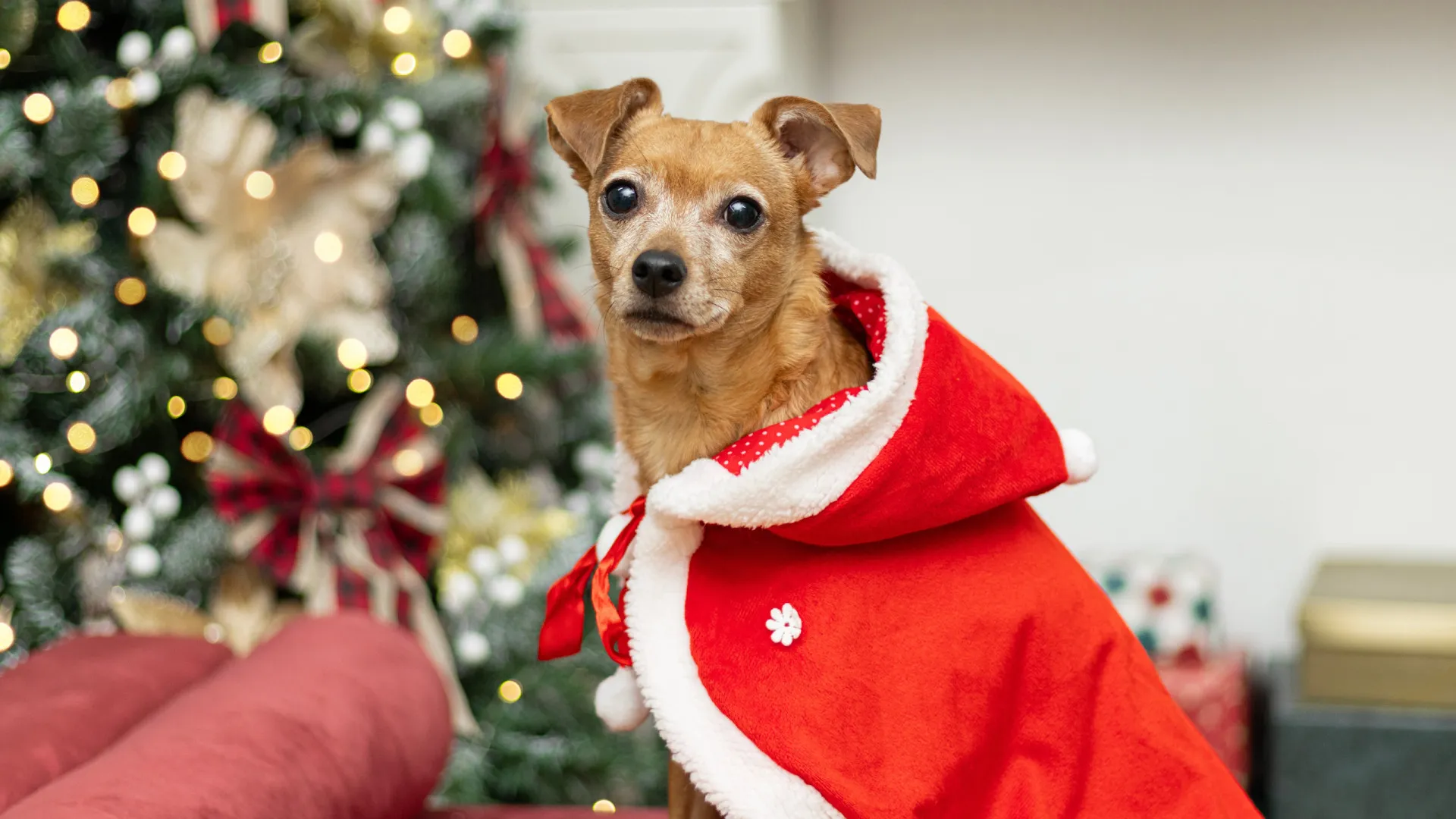 
                    Os animais precisam mesmo de roupas? Perceba os prós e os contras
                