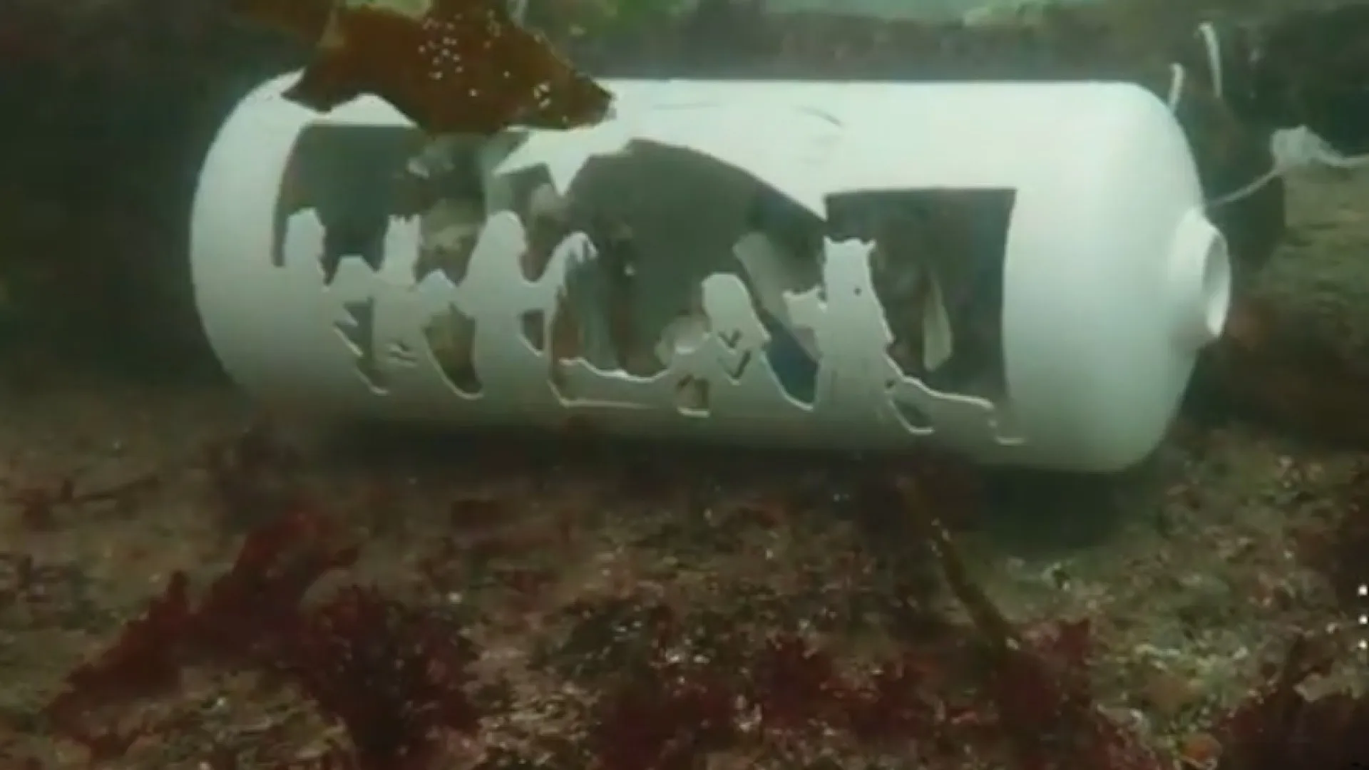 
                    Mergulhador português junta amigos para colocar presépios no fundo do mar
                