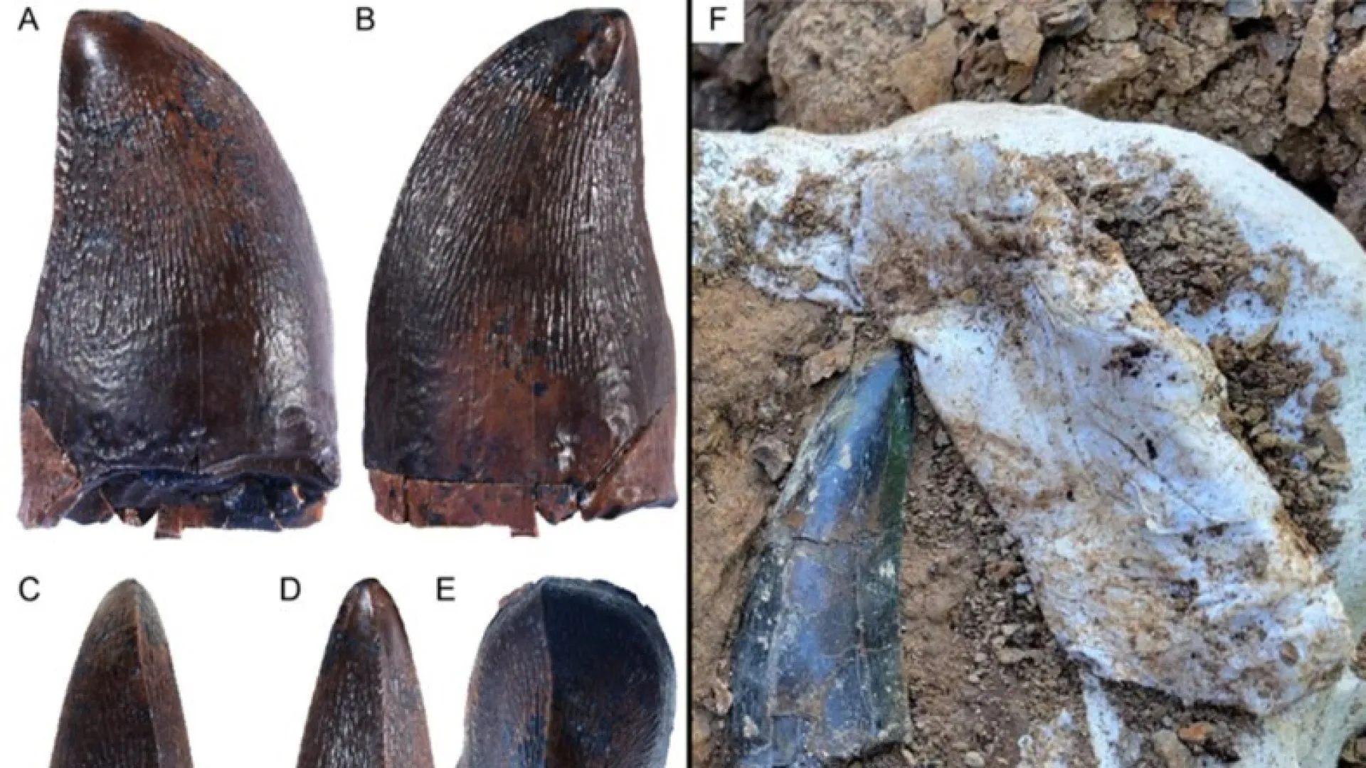 
                    Dente revela que réptil marinho extinto também podia viver em água doce
                