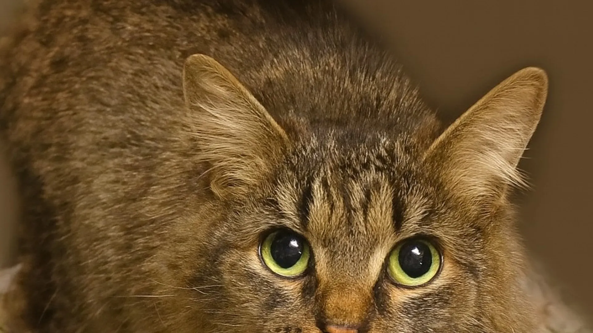 
                    Gata desaparecida há 443 dias volta a casa nos EUA. 