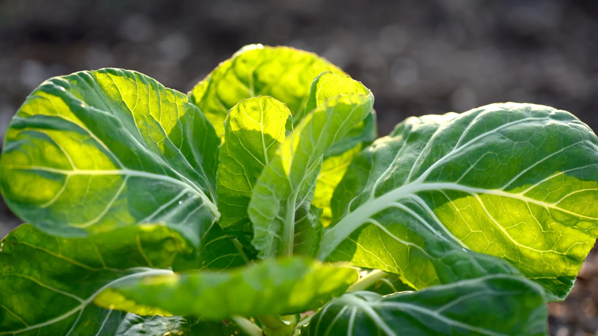 
                    Couve portuguesa, penca ou tronchuda: Benefícios da rainha da Consoada
                