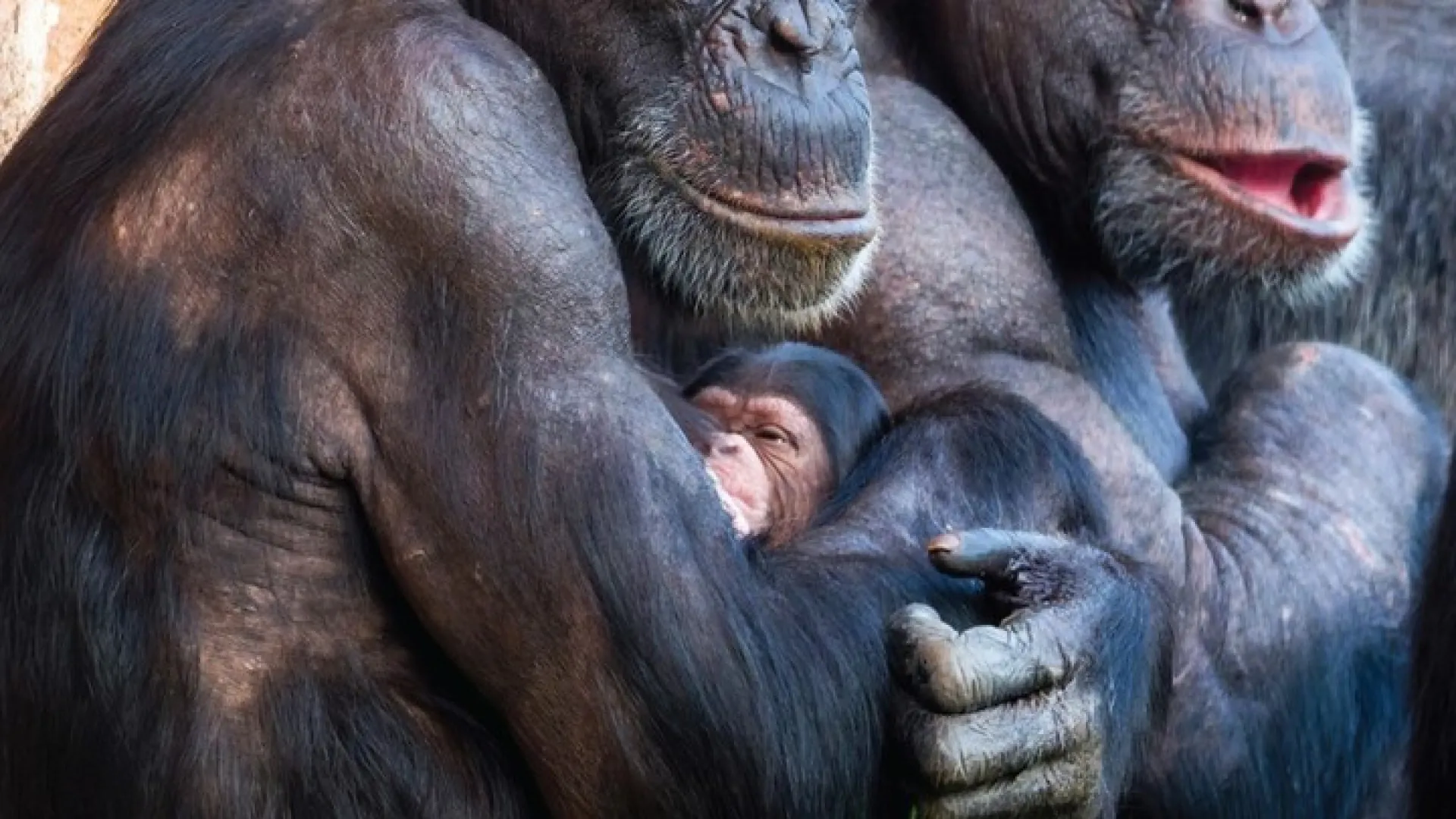 
                    Jardim Zoológico celebra um Natal especial: Nasceu uma cria de chimpanzé 
                