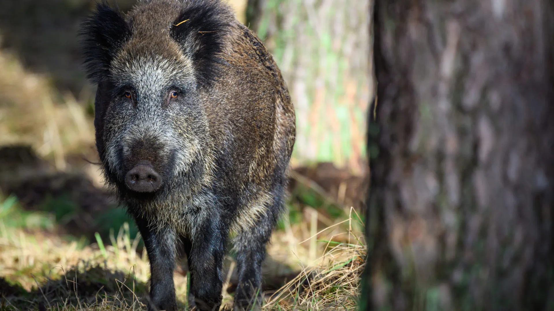 
                    Javalis na Europa podem ser quase 20 milhões, Portugal com quase 400 mil
                