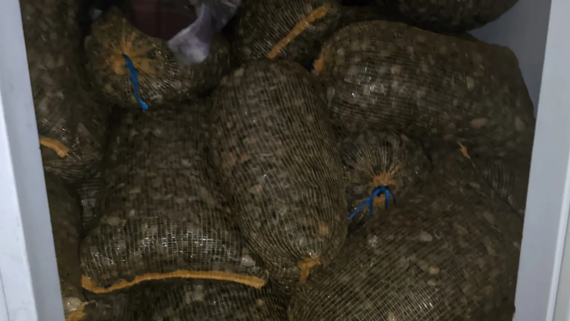 
                    GNR apreendeu 2,3 toneladas de amêijoa-japonesa em Vilar Formoso
                