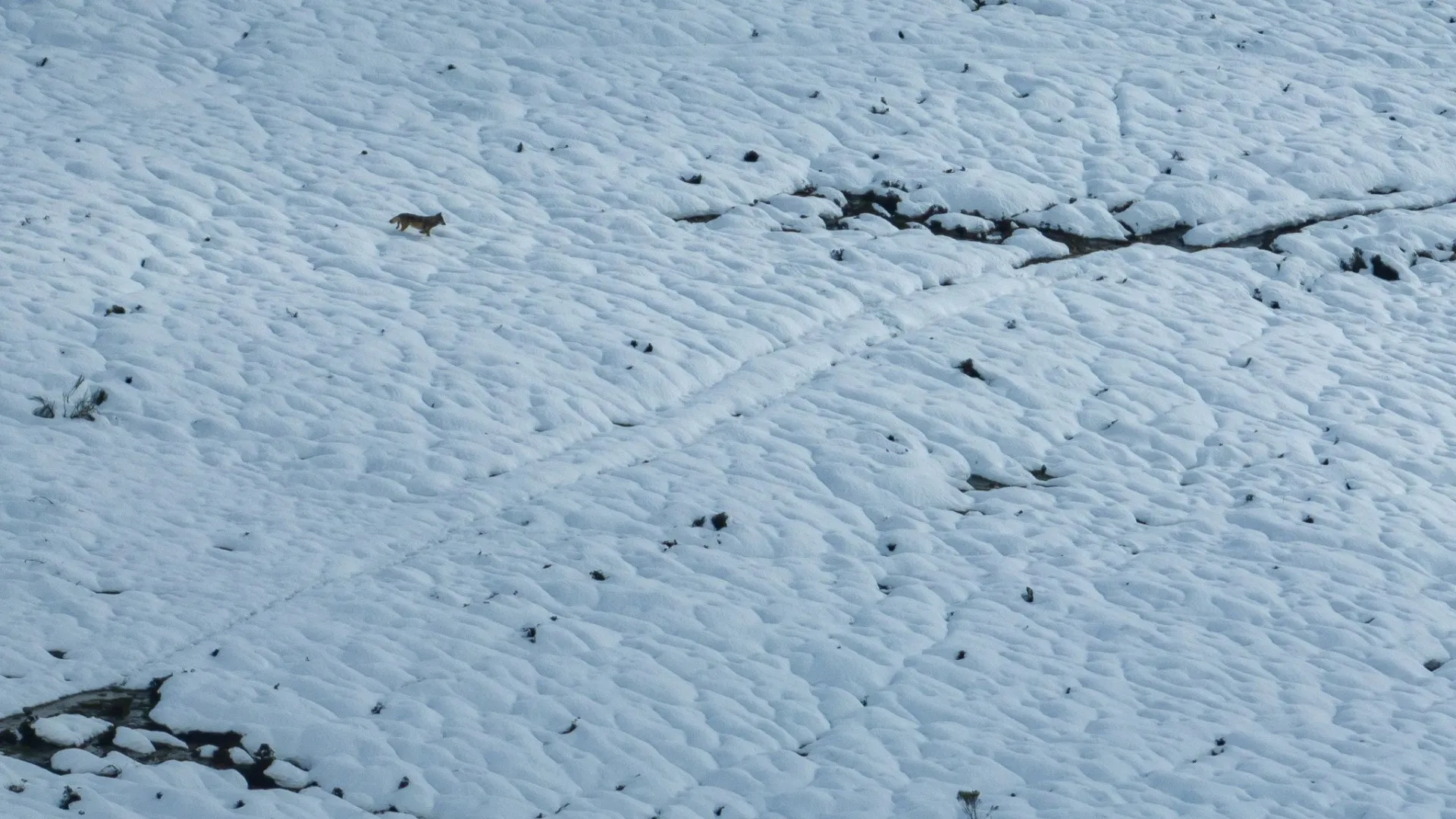 
                    Lobo ibérico apanhado a 