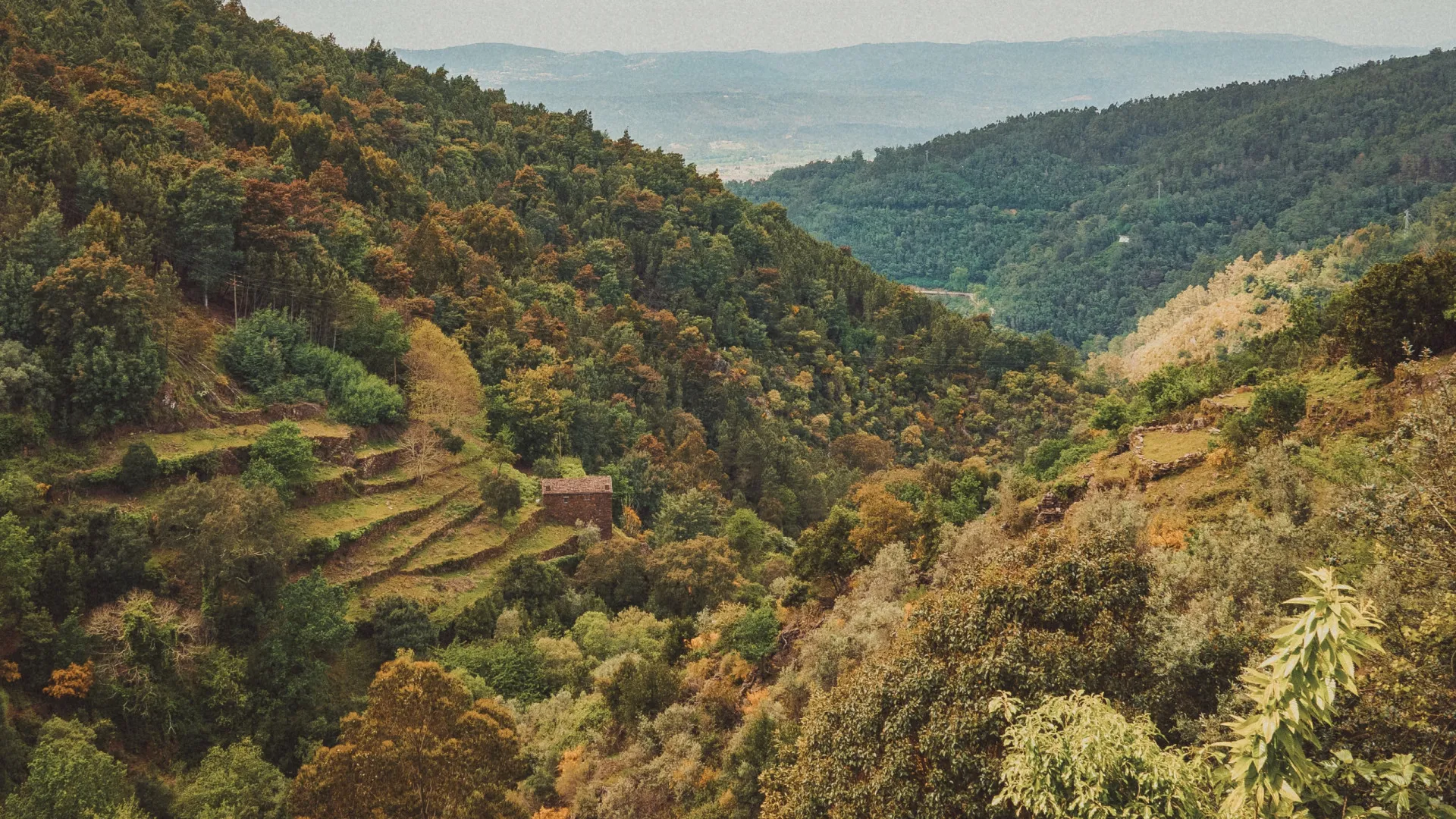 
                    Idoso desaparecido na Lousã há 3 dias. Conhece serra mas 