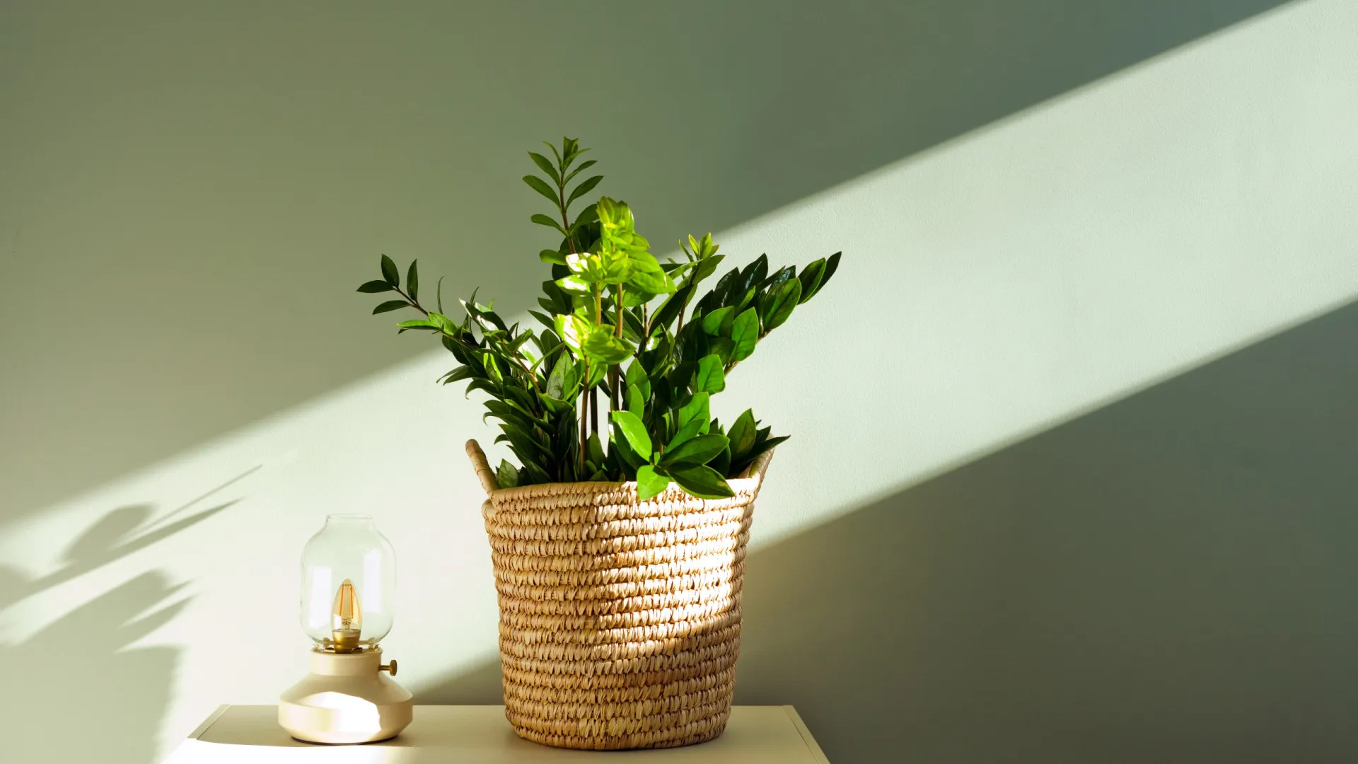 
                    Mais sorte em 2026? Quatro plantas que atraem boas energias
                