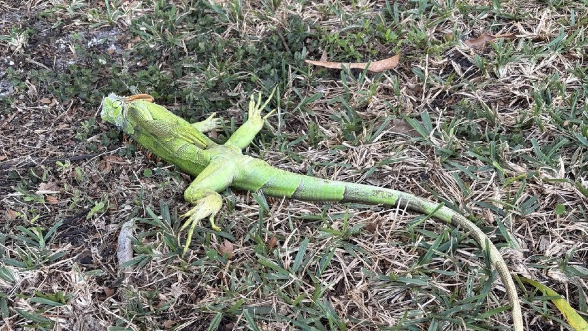 
                    Frio fez congelar iguanas na primeira noite do ano na Florida
                