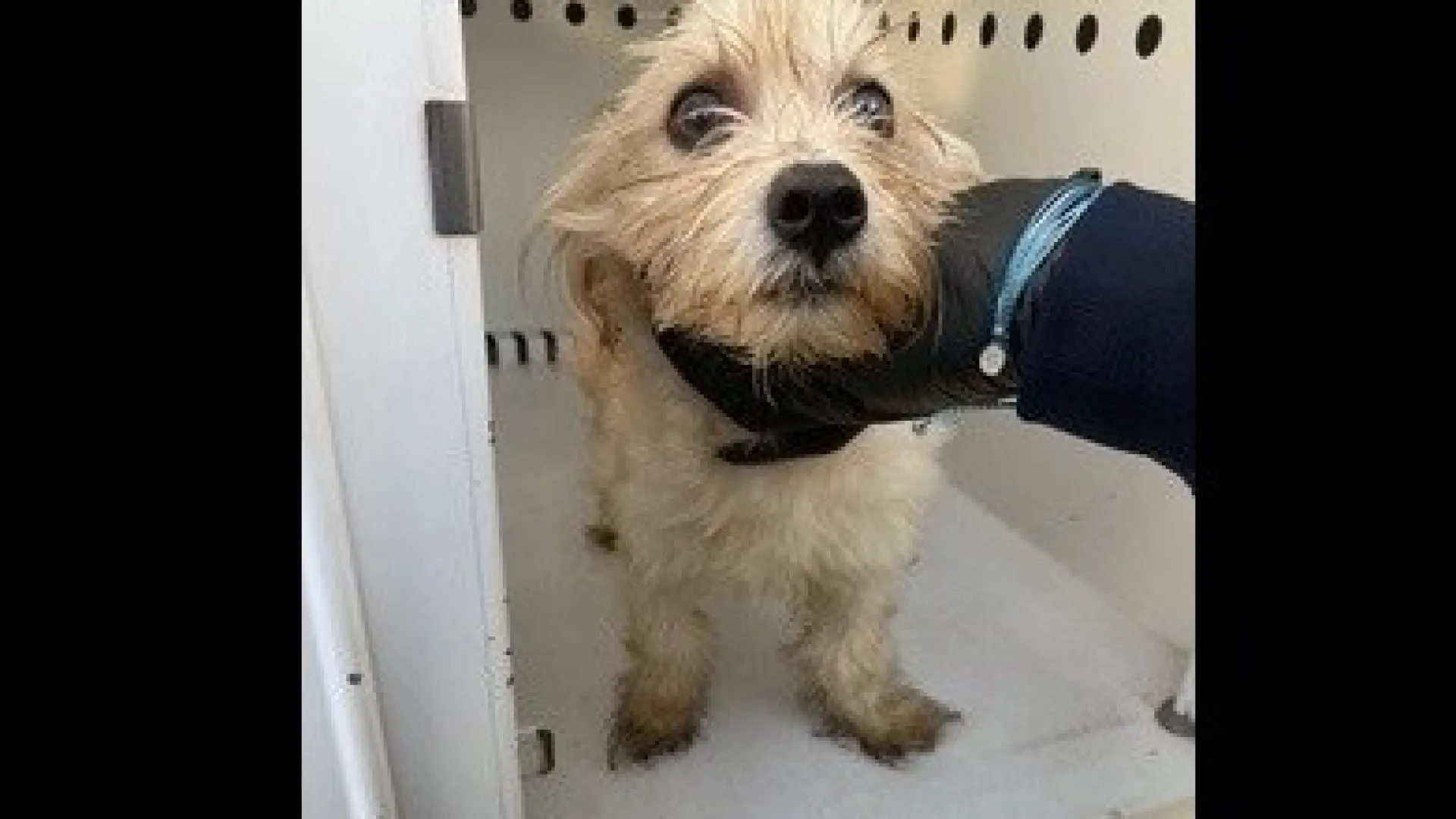 
                    Cumpriu-se a magia do Natal: Cão deitado ao lixo encontra novo lar
                