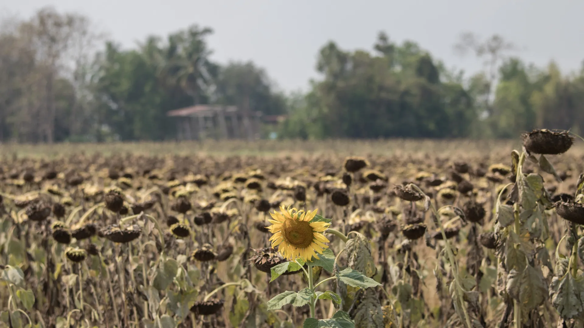 
                    O segredo para manter um girassol saudável (mesmo durante o inverno)
                