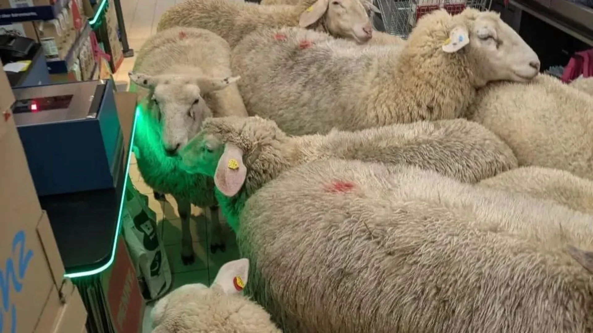 
                    Vídeo: Cerca de 50 ovelhas 