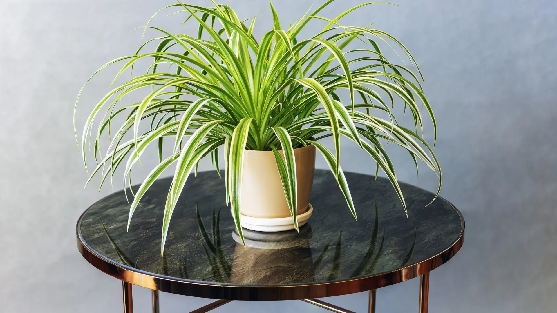 
                    Dicas úteis para manter a usa planta-aranha saudável durante o inverno
                