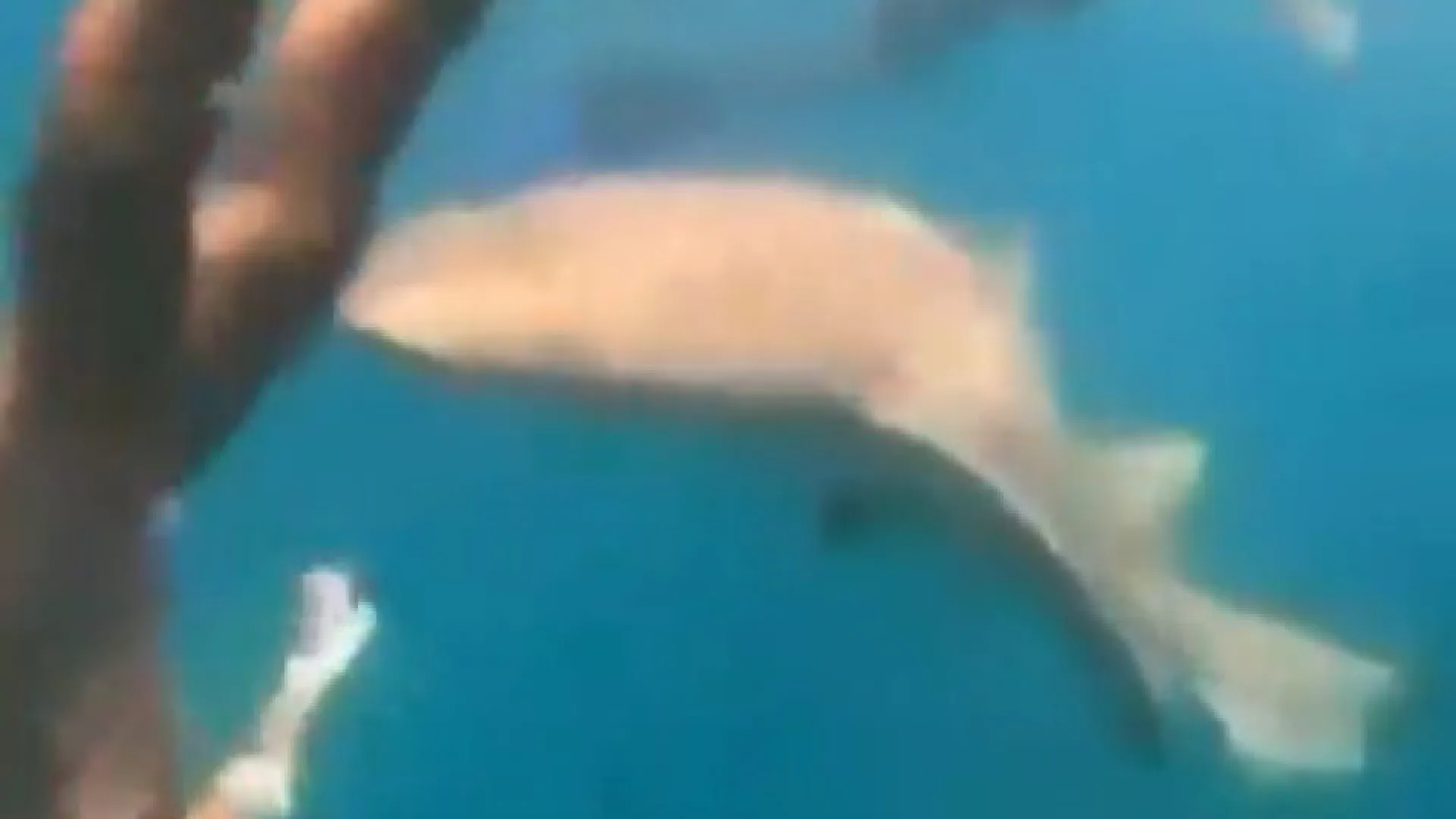 
                    Brasileira mordida por tubarão em Fernando de Noronha: 