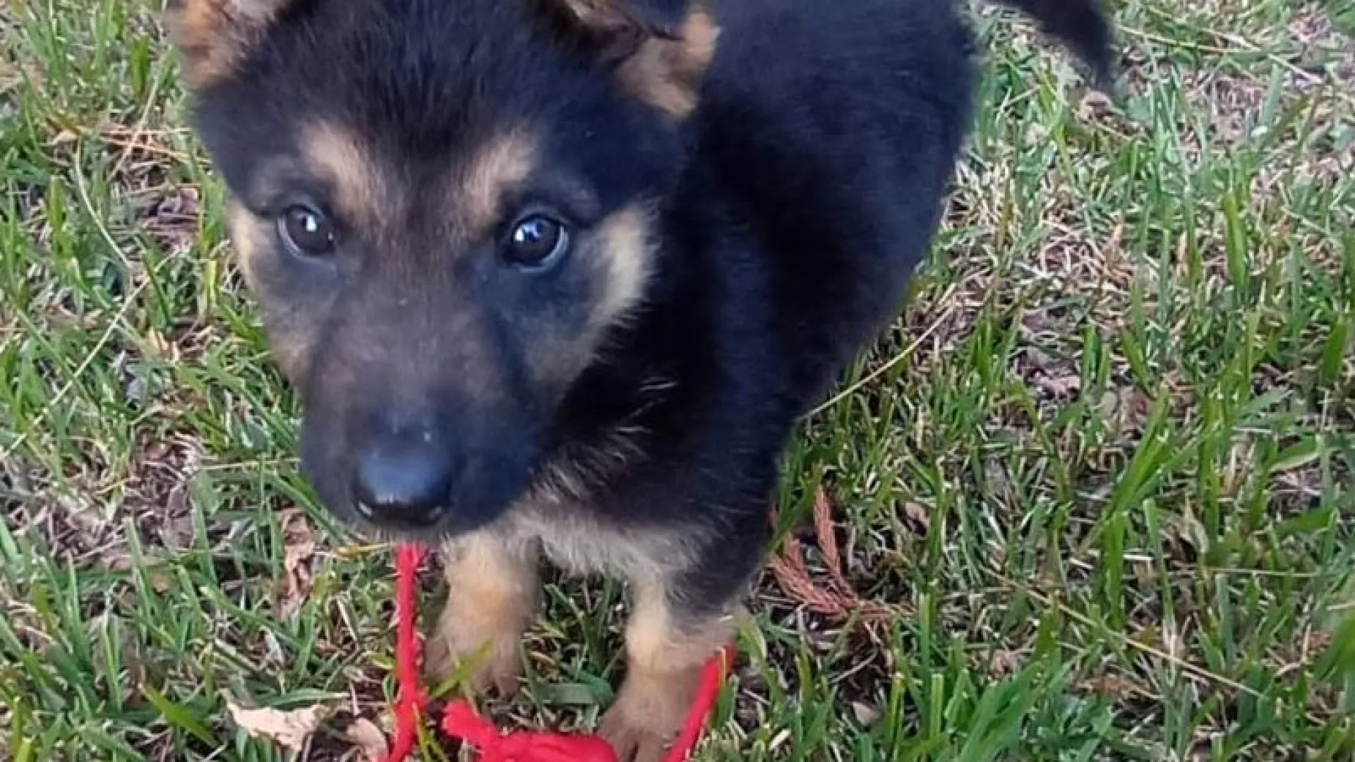 
                    GNR de Coimbra 'contrata' novo elemento... de quatro patas. Conheça a KIM
                