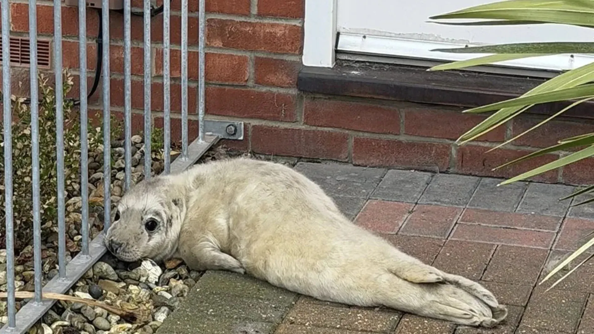 
                    Foca bebé encontrada por carteiro no Reino Unido. Estava 