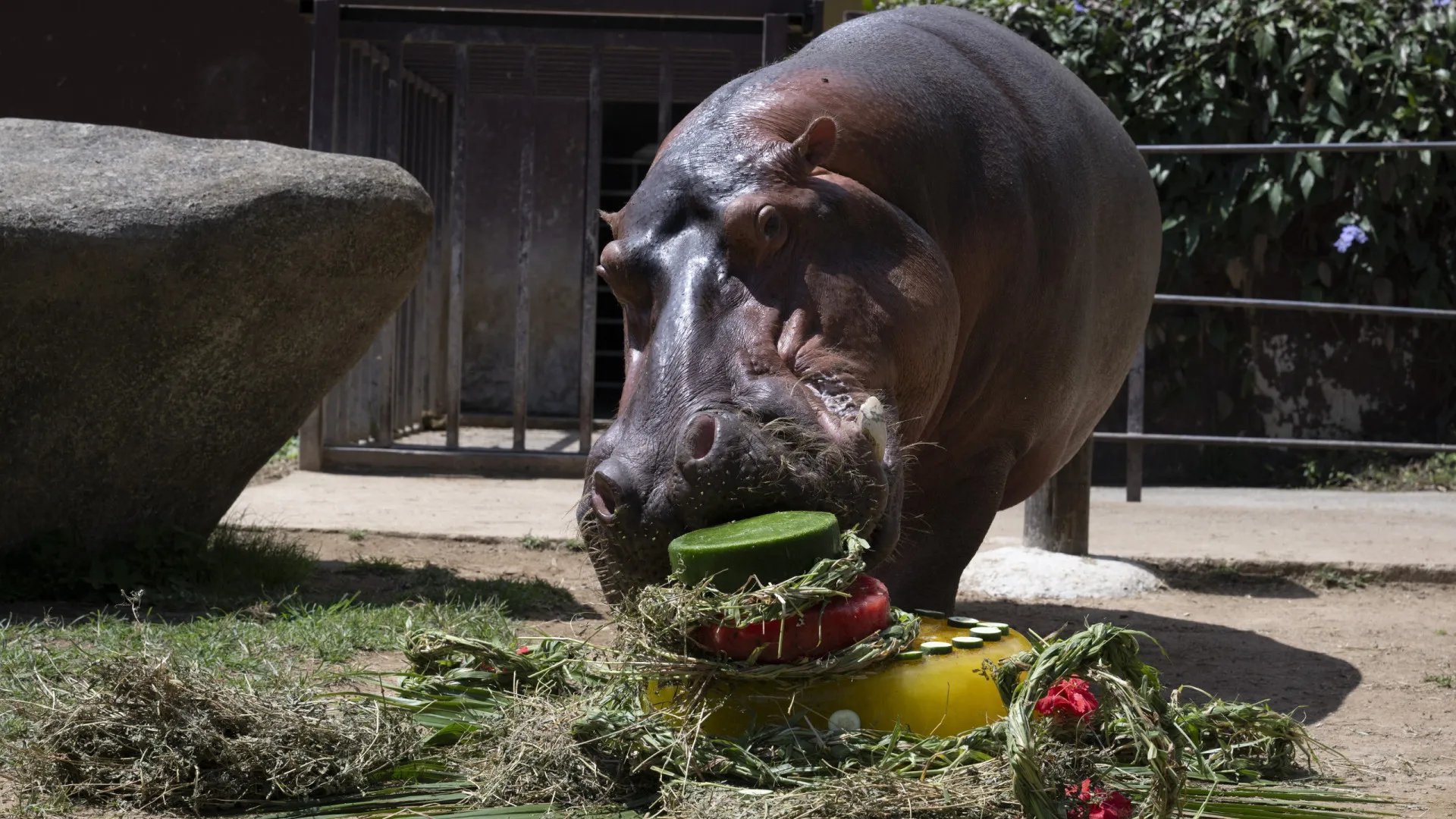 
                    Animais de zoo no Brasil receberam gelados de carne com calor recorde
                