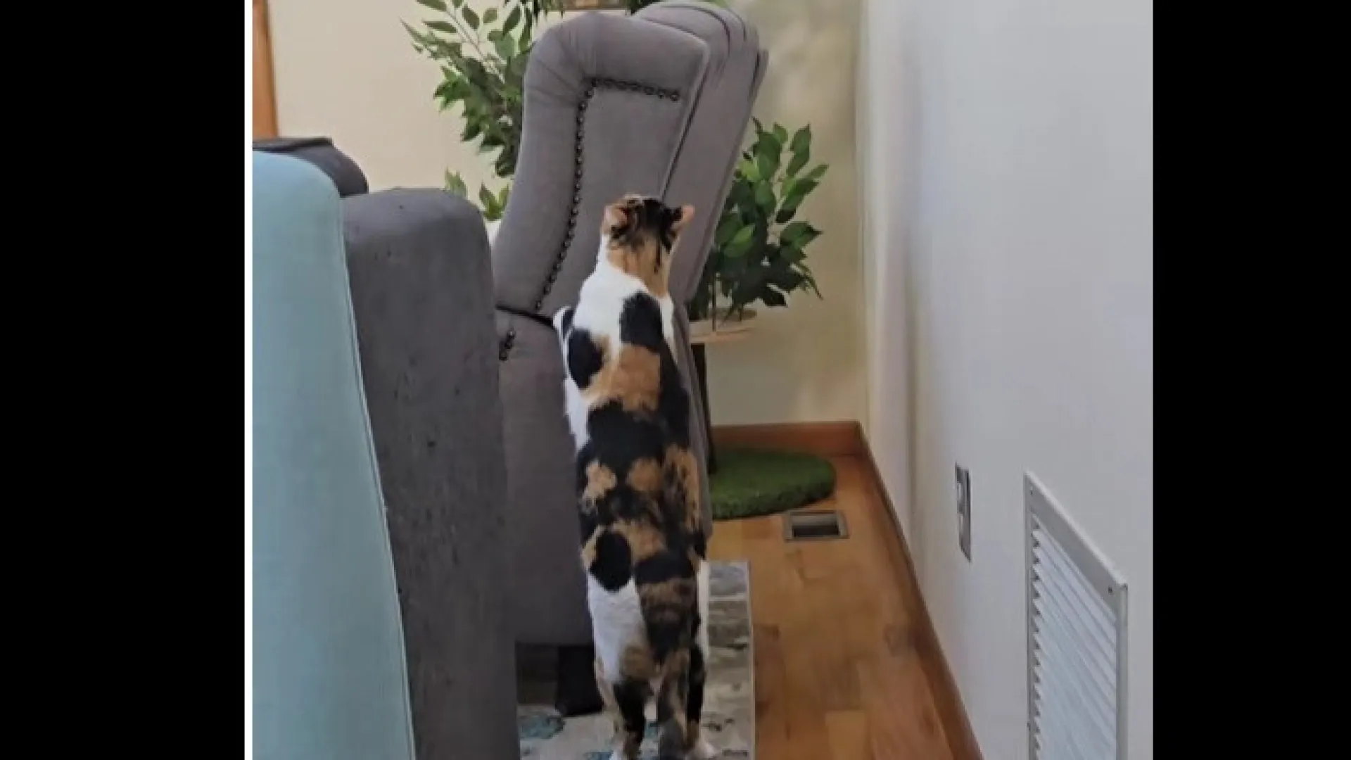 
                    Após morte, gata procura pela dona na sua poltrona. Momento emociona
                