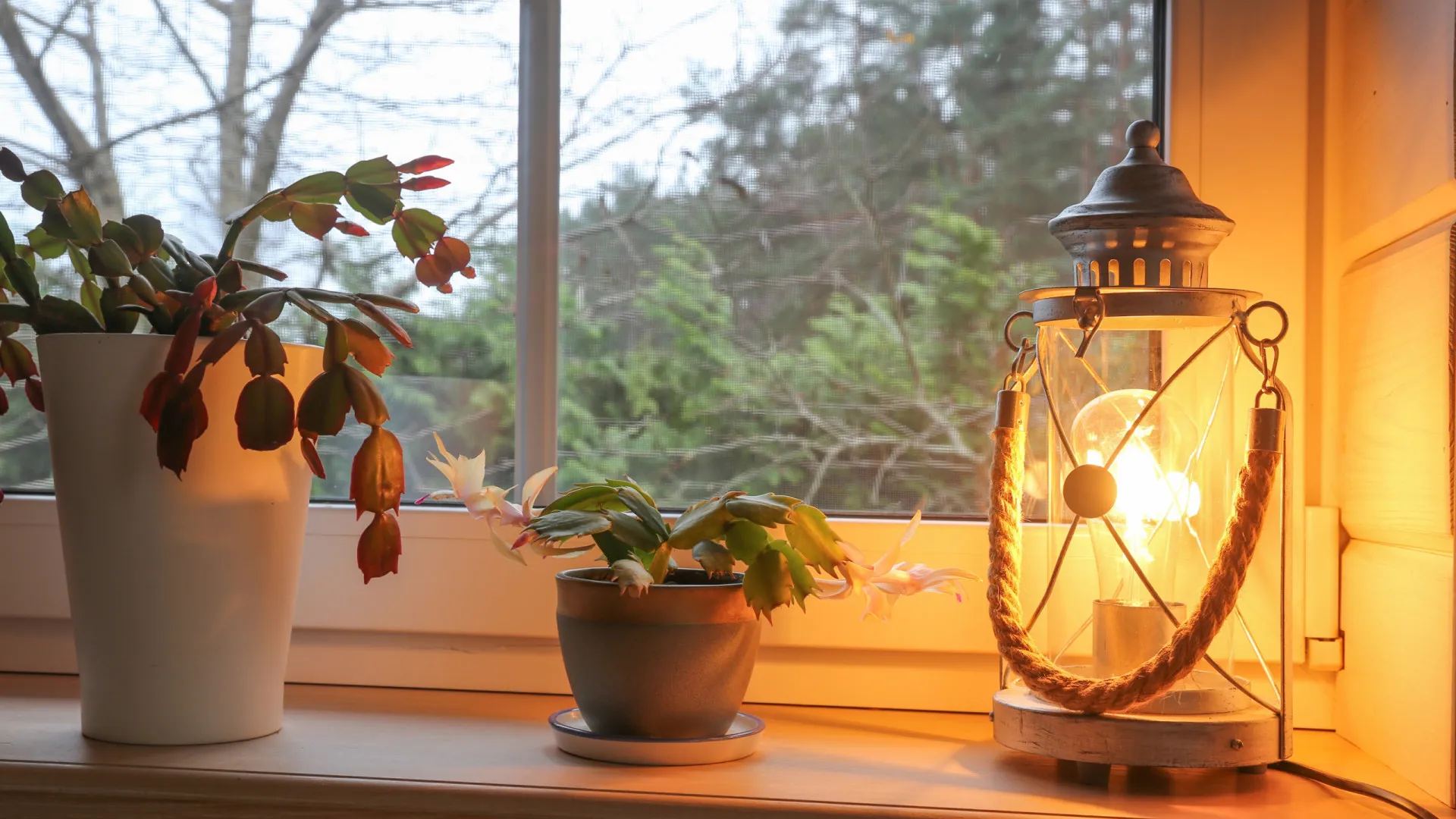 
                    Sete soluções para as suas plantas prosperarem (mesmo sem luz no inverno)
                