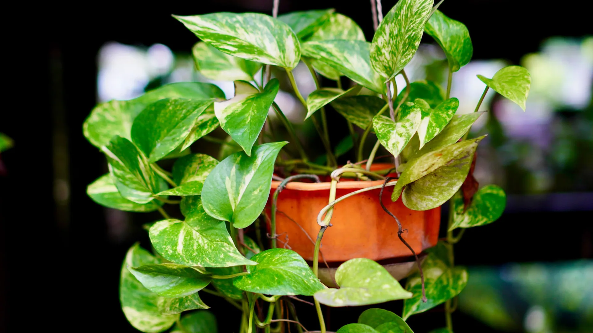 
                    Hera do Diabo: A planta que cresce rápido, é barata e purifica o ar
                