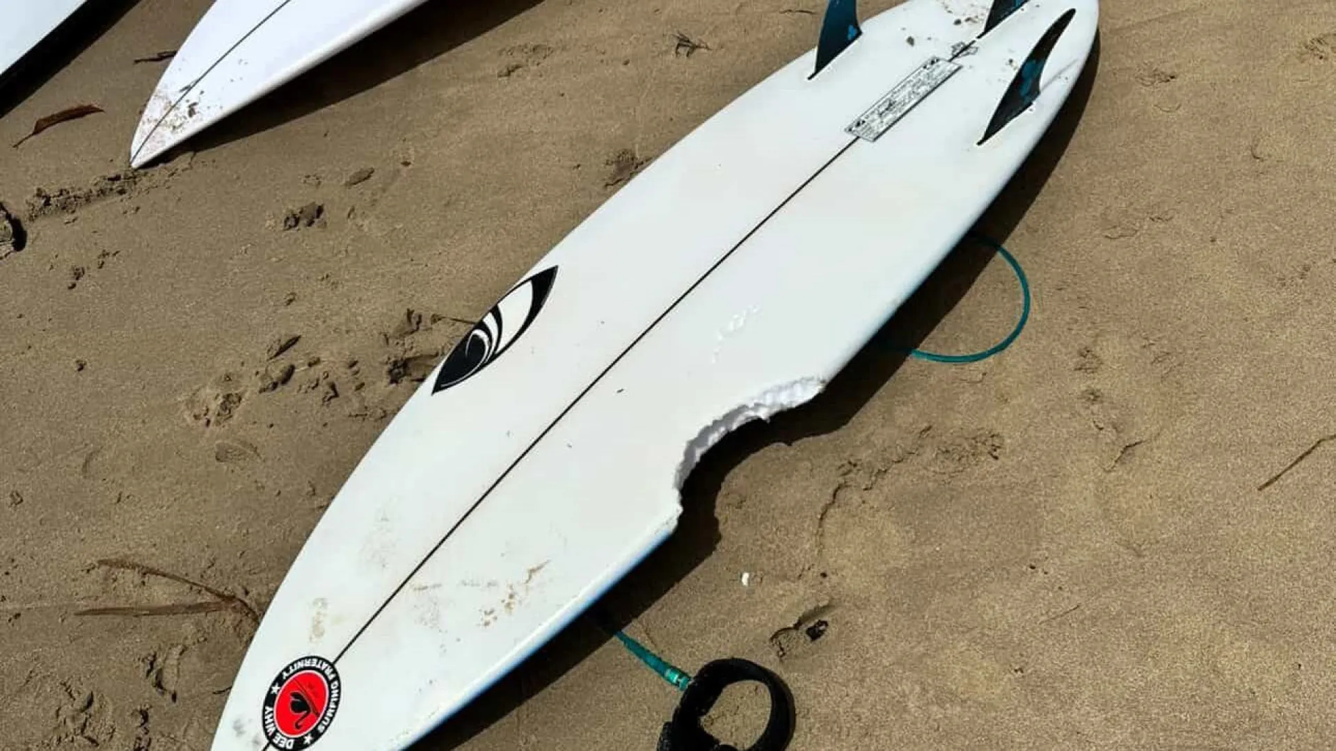 
                    Surfista de 11 anos escapa ileso a 2.º ataque de tubarão em Sydney em 24h
                
