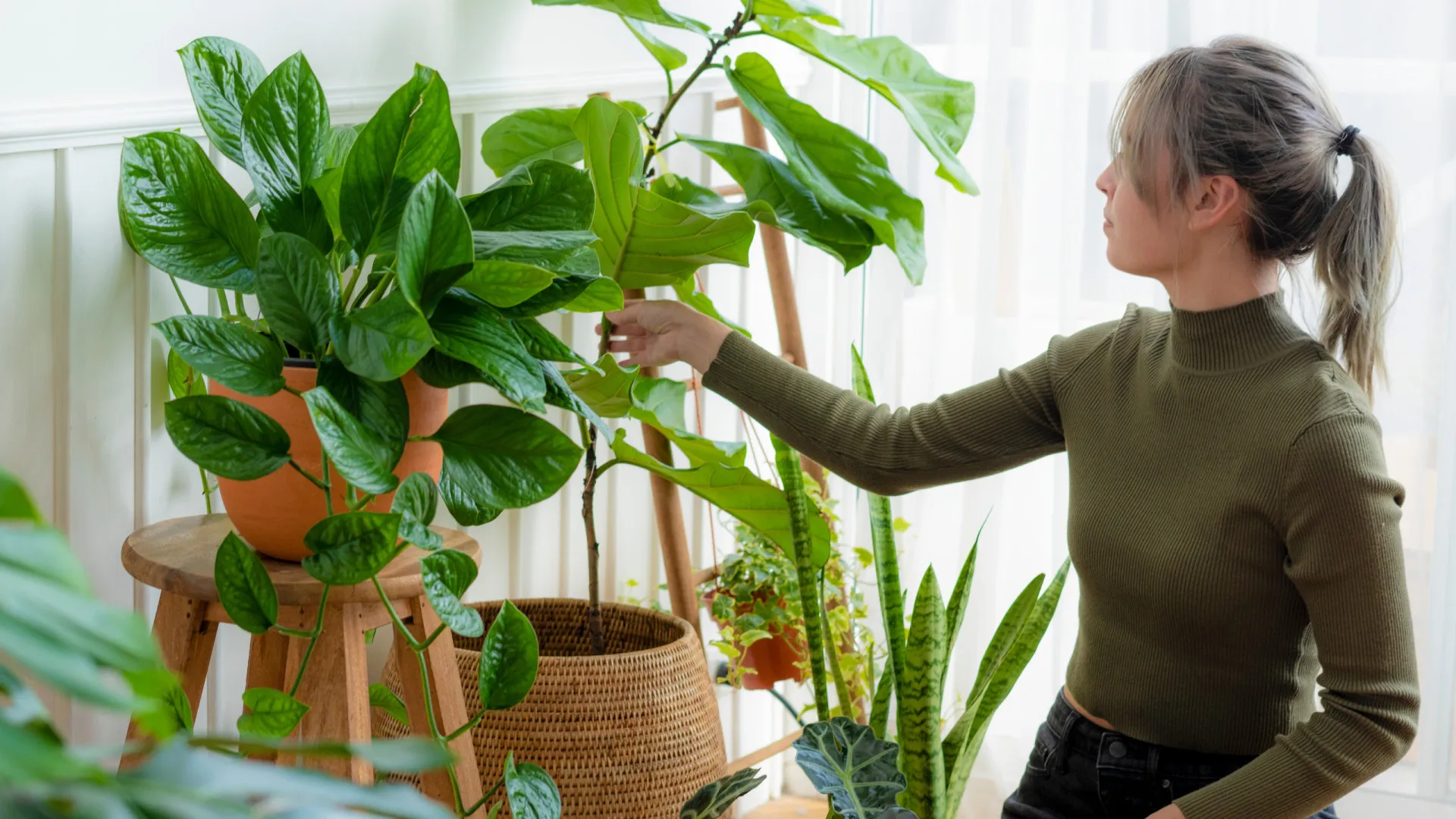 
                    Afinal, até quantas plantas pode ter dentro de casa? Veja os benefícios
                