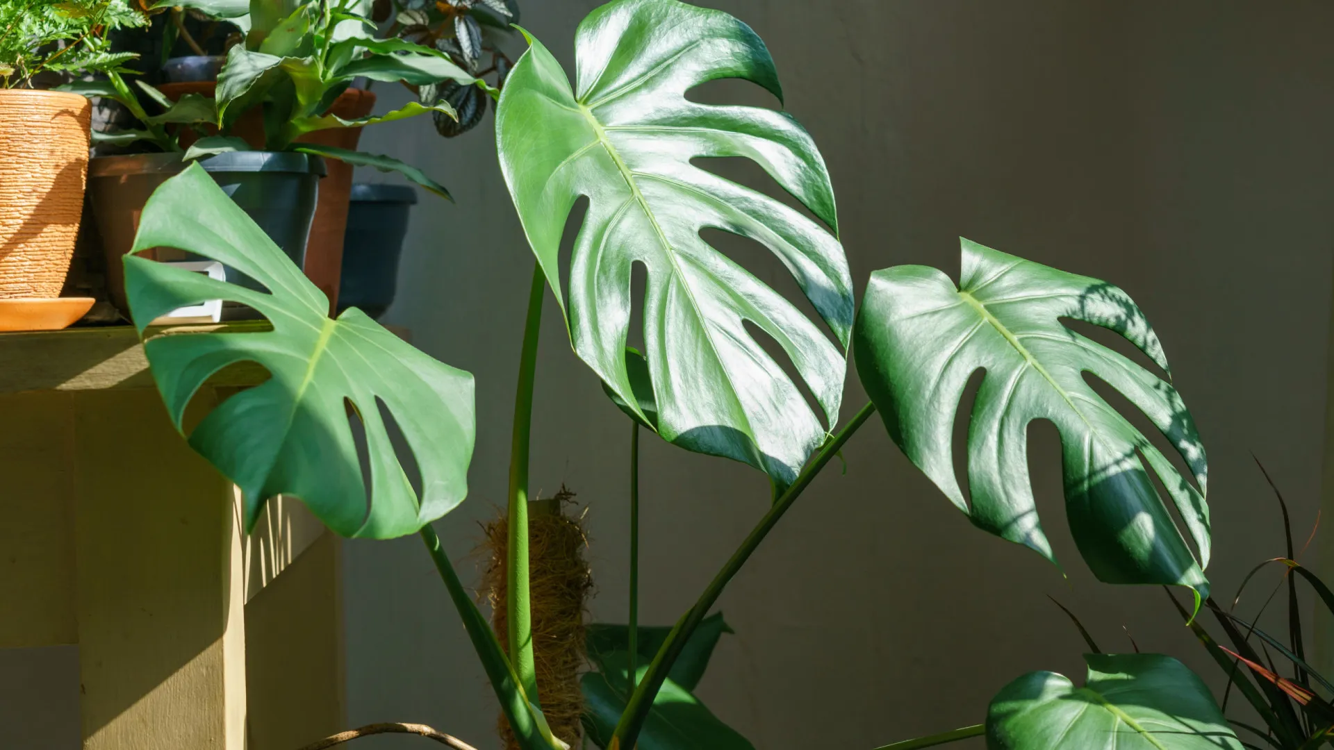 
                    Tem uma monstera em casa? É por isto que as folhas estão a enrolar
                