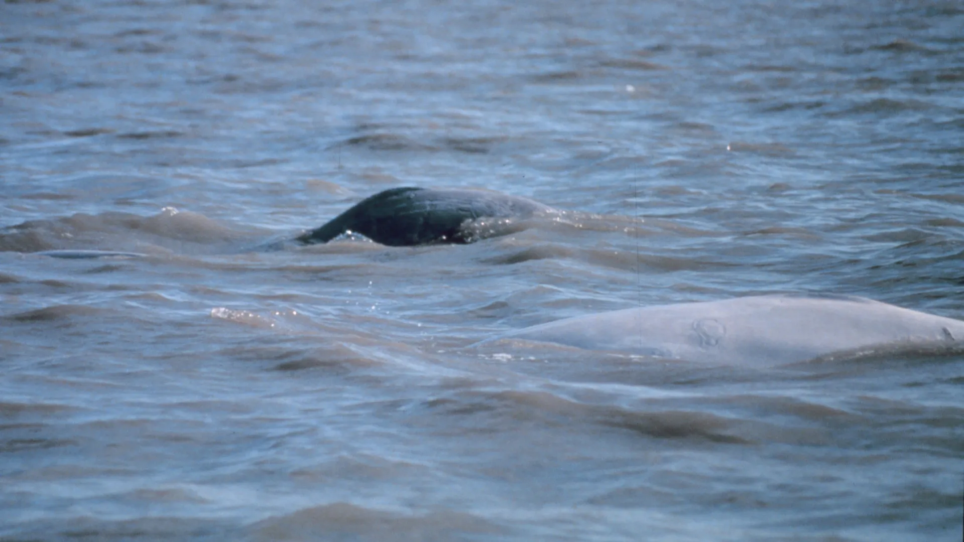 
                    Baleias-brancas do Alasca trocam de parceiro para garantir sobrevivência a longo prazo
                
