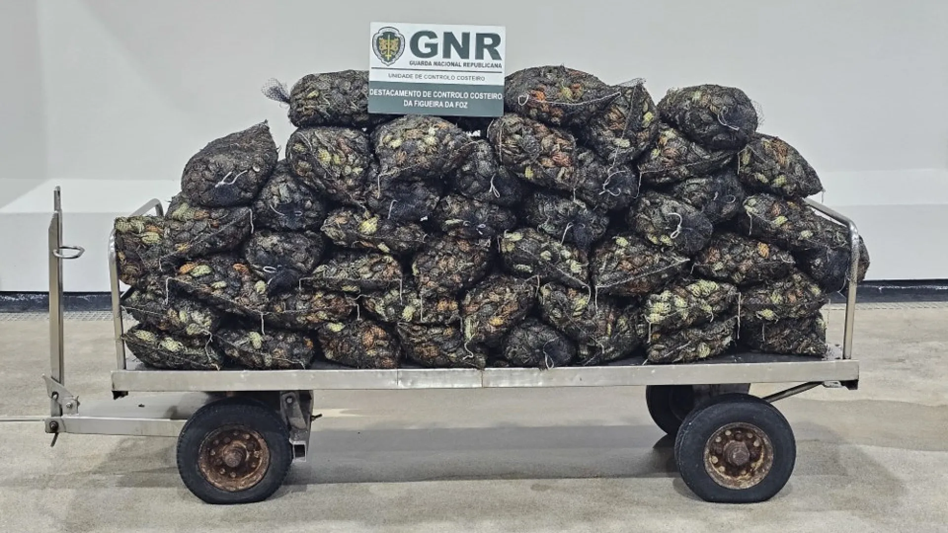 
                    Apreendida 1 tonelada de crustáceos em Aveiro. Dois homens identificados
                