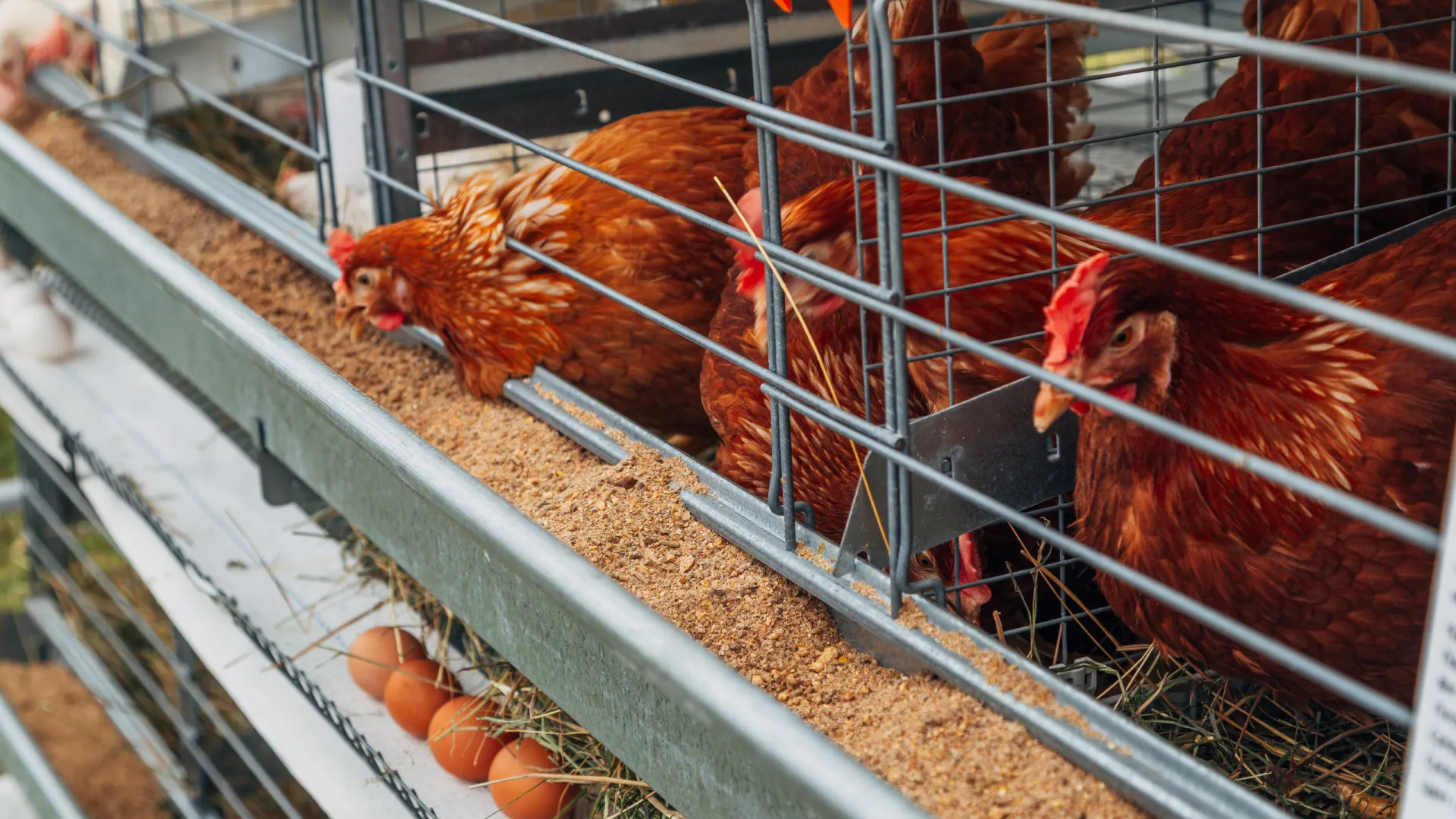 
                    Tem galinhas poedeiras? Atenção, alguns têm de as declarar em fevereiro
                