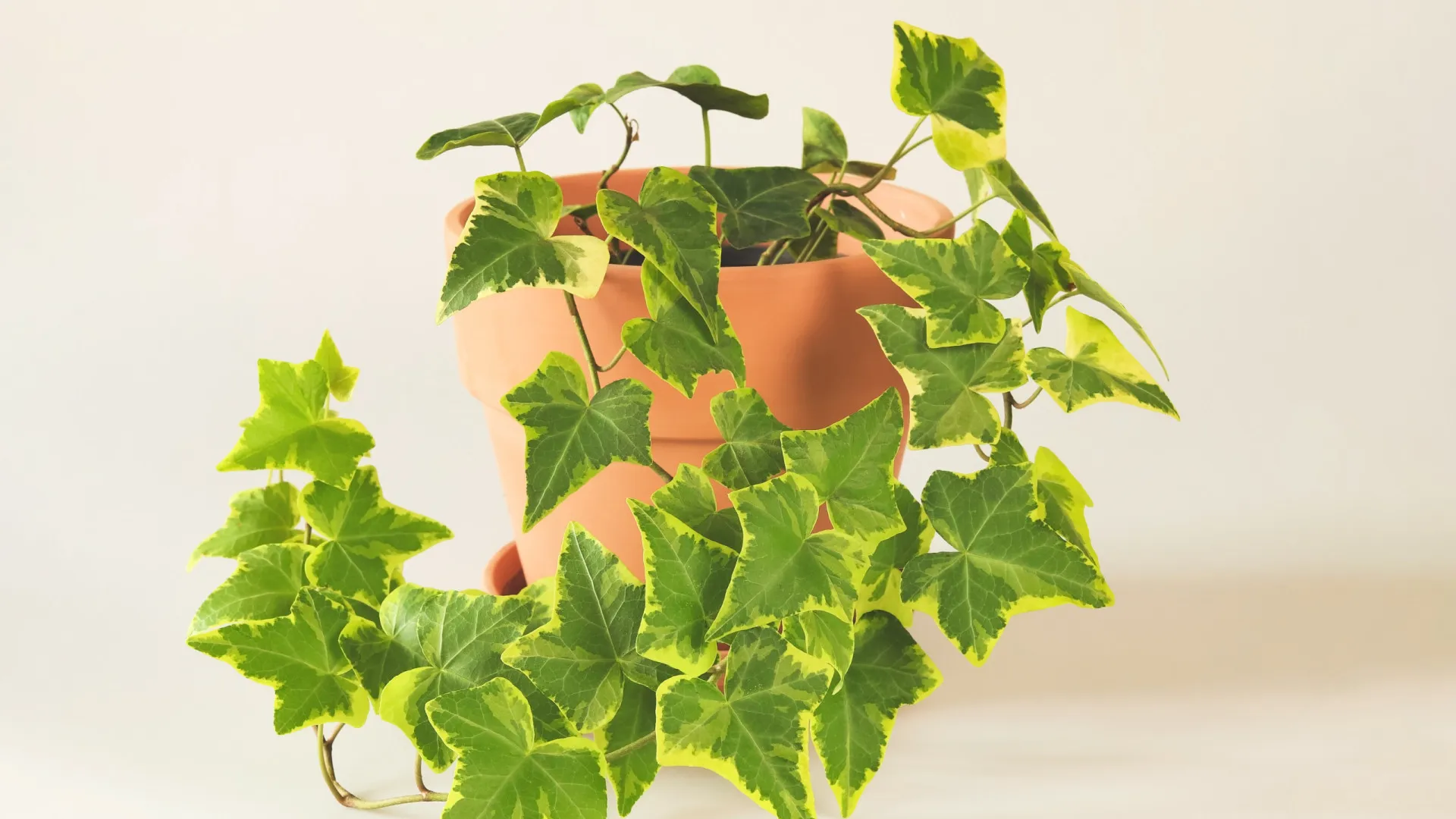 
                    A planta que resiste às temperaturas de inverno (ideal para casas frias)
                