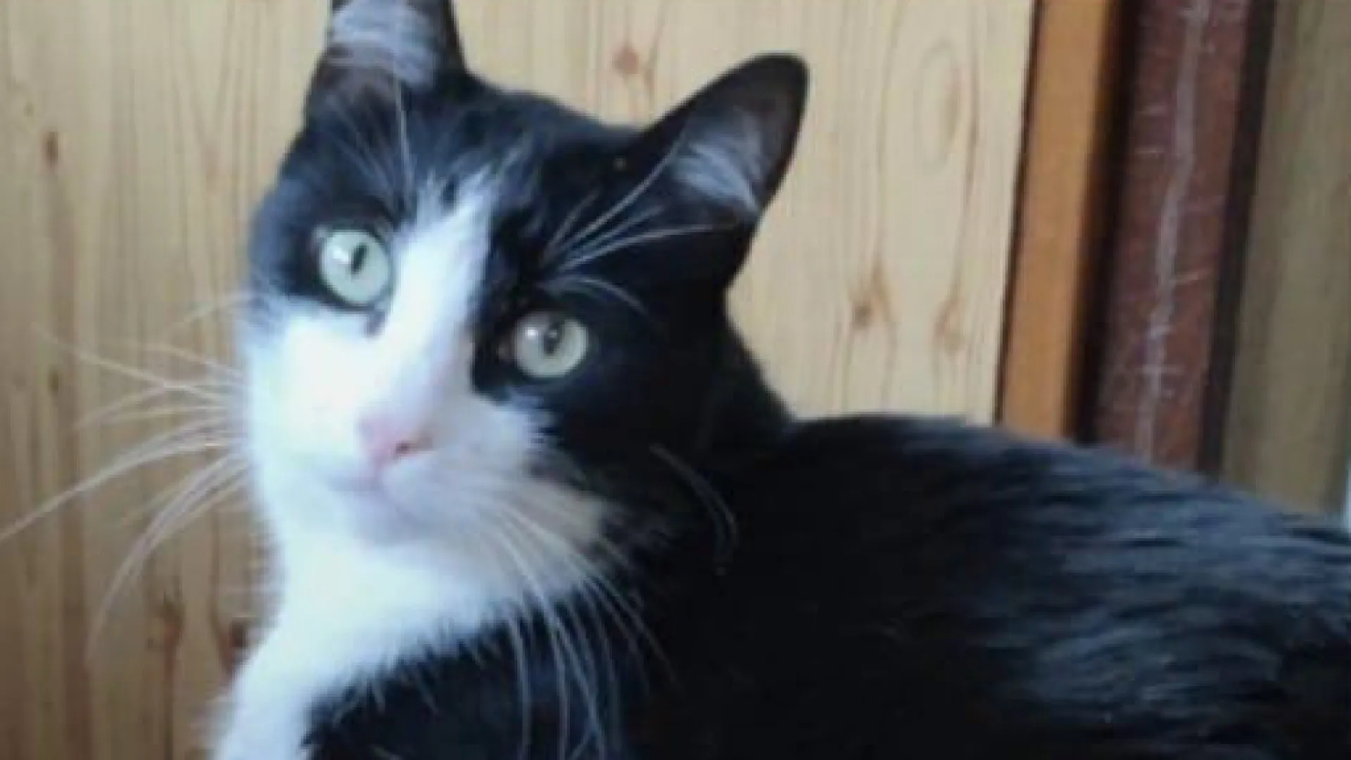 
                    Gato andou 250 km sozinho para voltar a casa em França: 