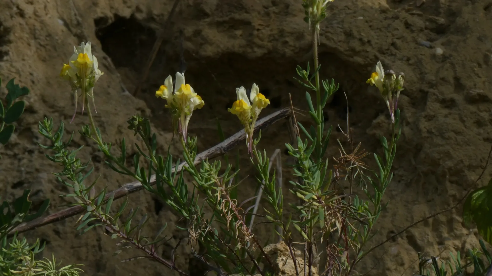 
                    Cientista de Coimbra descobre: Esta espécie de planta só existe em Almada
                