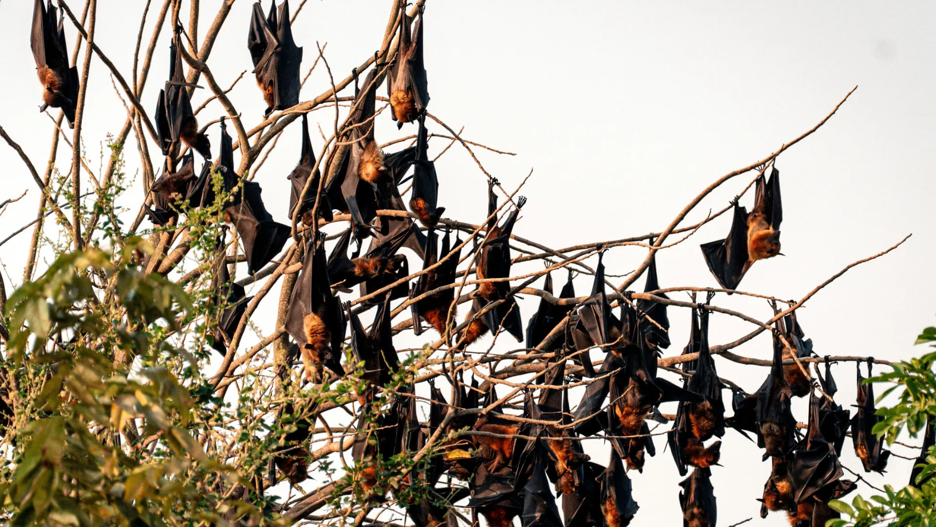 
                    Vírus Nipah: Hong Kong reforça controlo a viajantes vindos da Índia
                