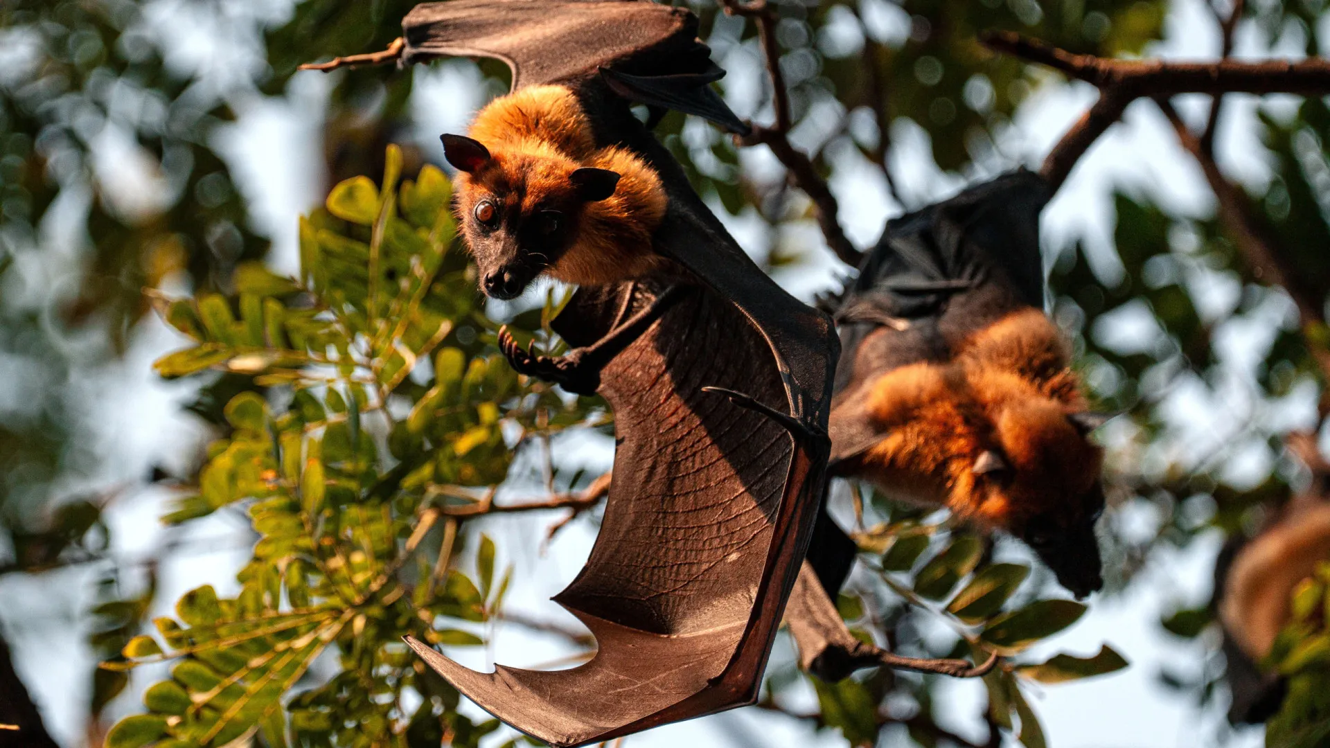 
                    Vírus letal Nipah detetado na Índia com baixo risco de contágio
                