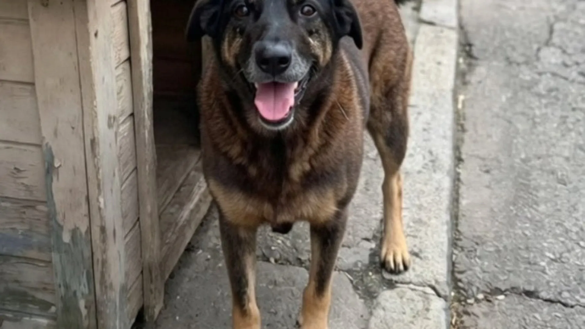 
                    Orelha foi agredido por quatro adolescentes no Brasil. Caso gera revolta
                