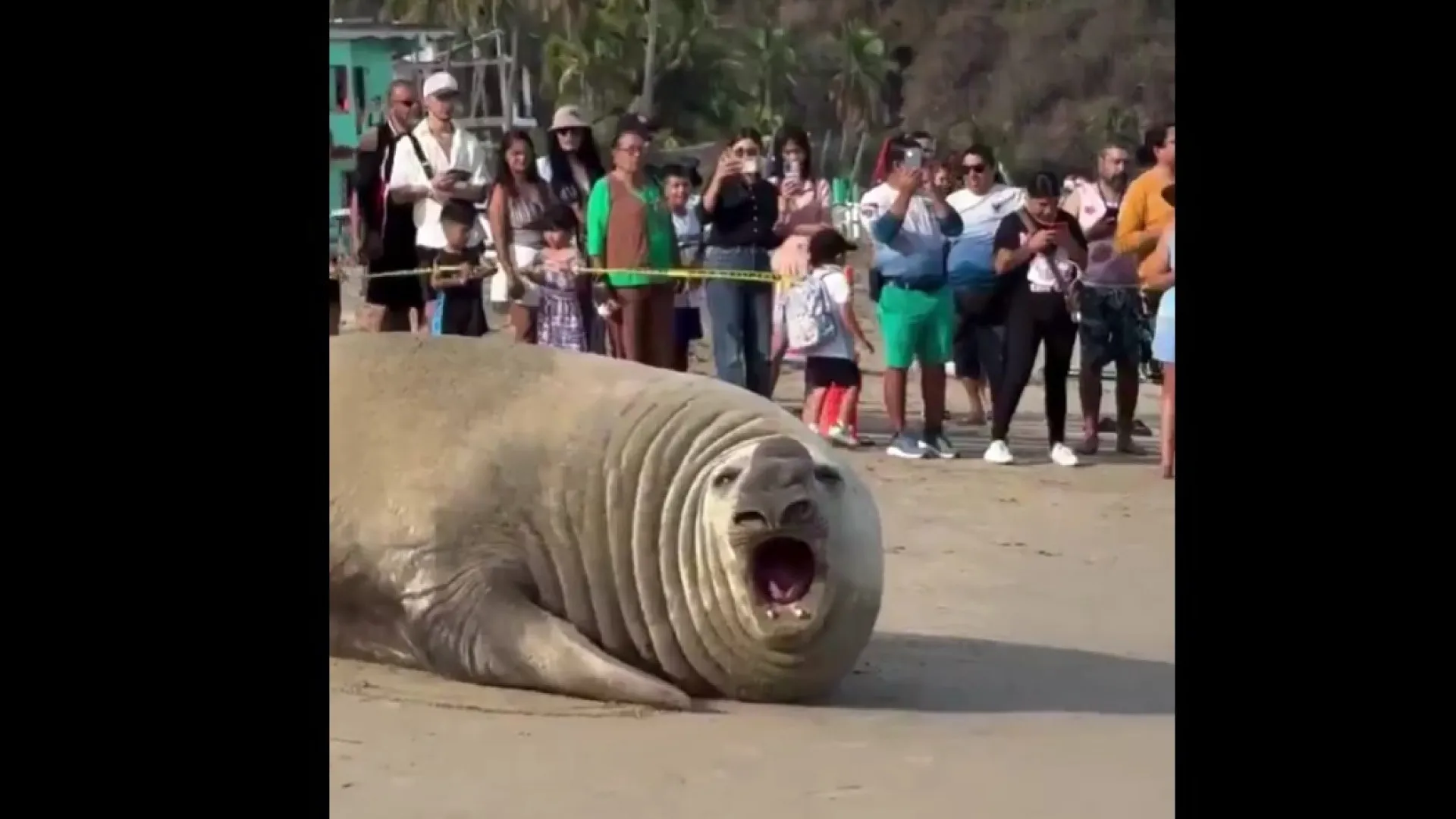 
                    Veja o vídeo: Elefante-marinho surpreende turistas em praia do México
                