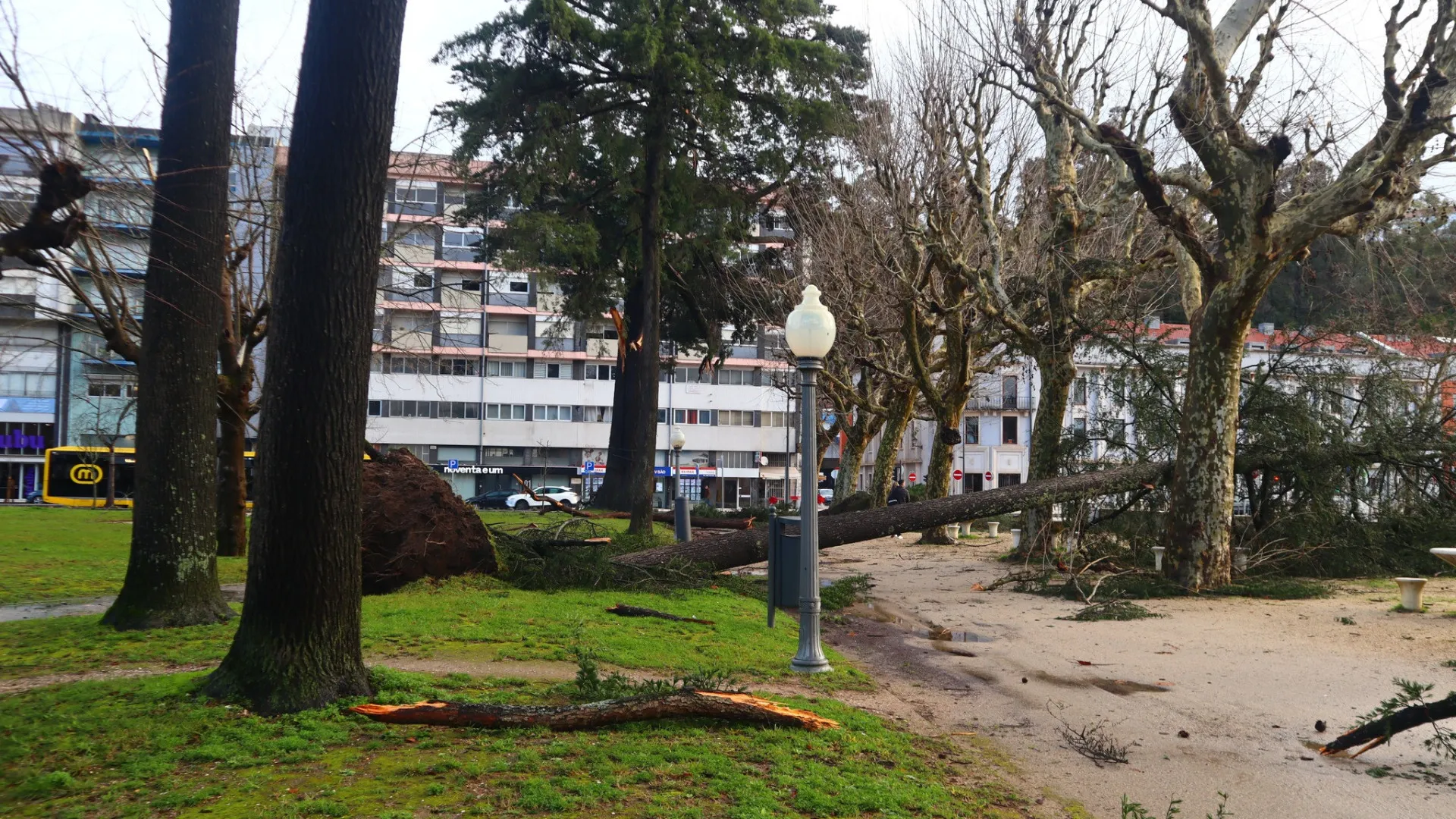 
                    Quedas de árvores, vias cortadas e equipamentos danificados em Coimbra
                