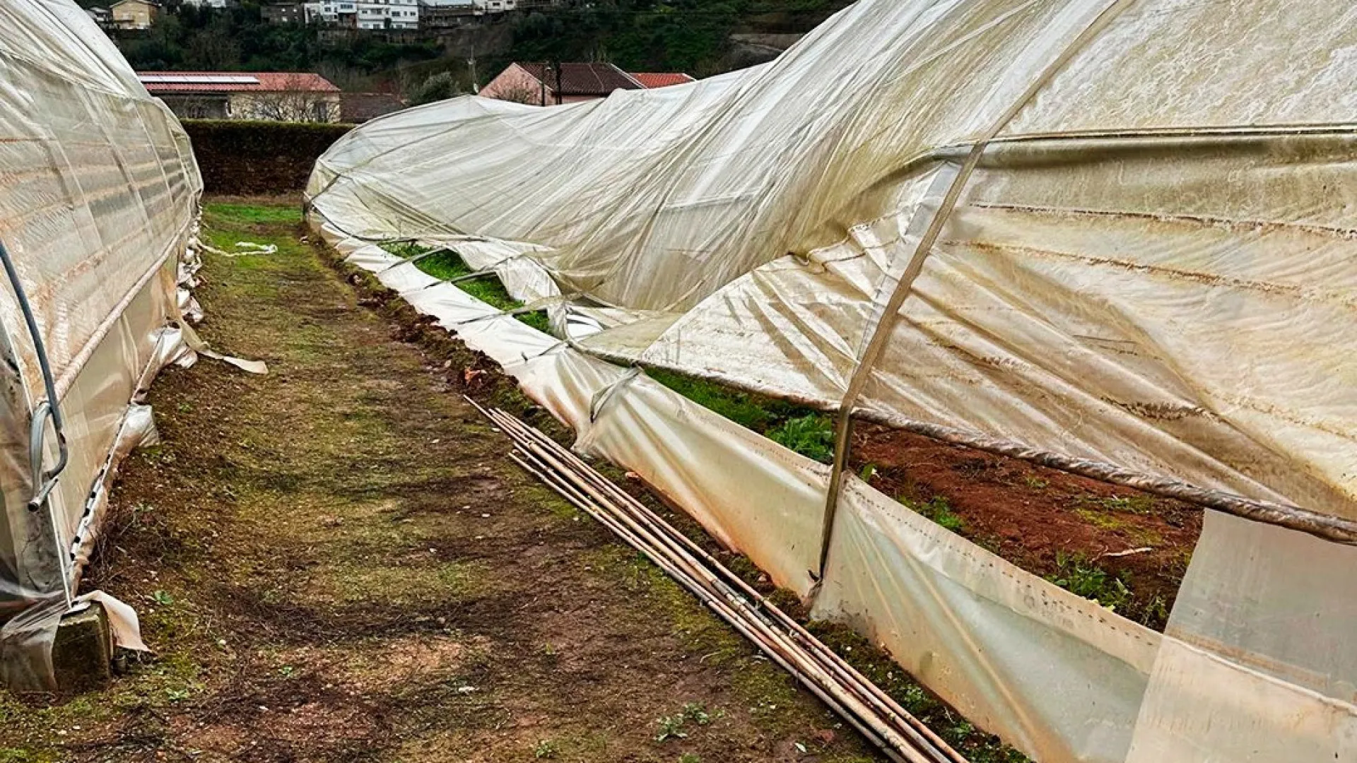 
                    Vento destrói estufas da Associação de Paralisia Cerebral de Coimbra 
                