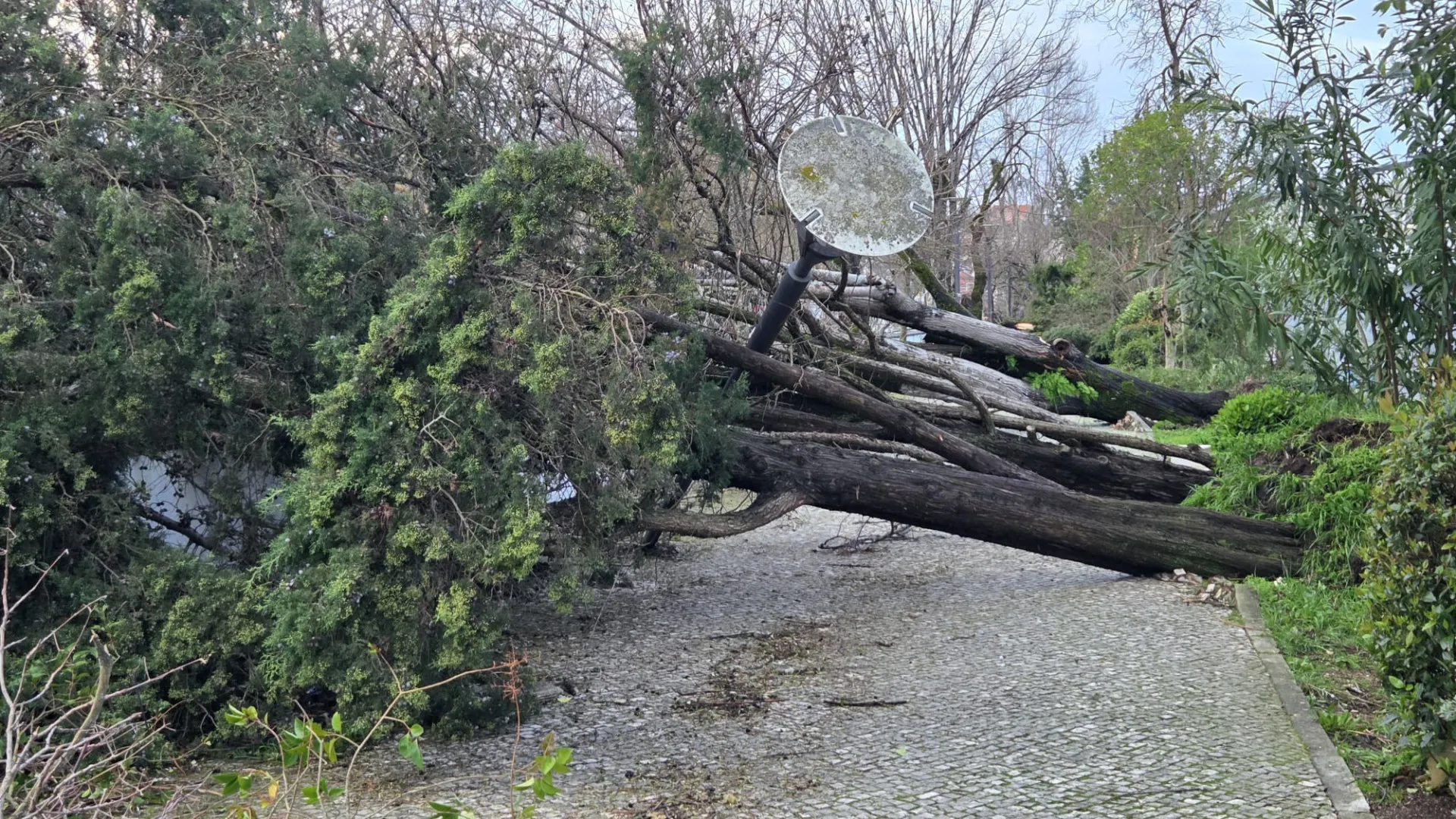 
                    No distrito de Leiria arregaçam-se mangas, mas não se esquece o abandono
                
