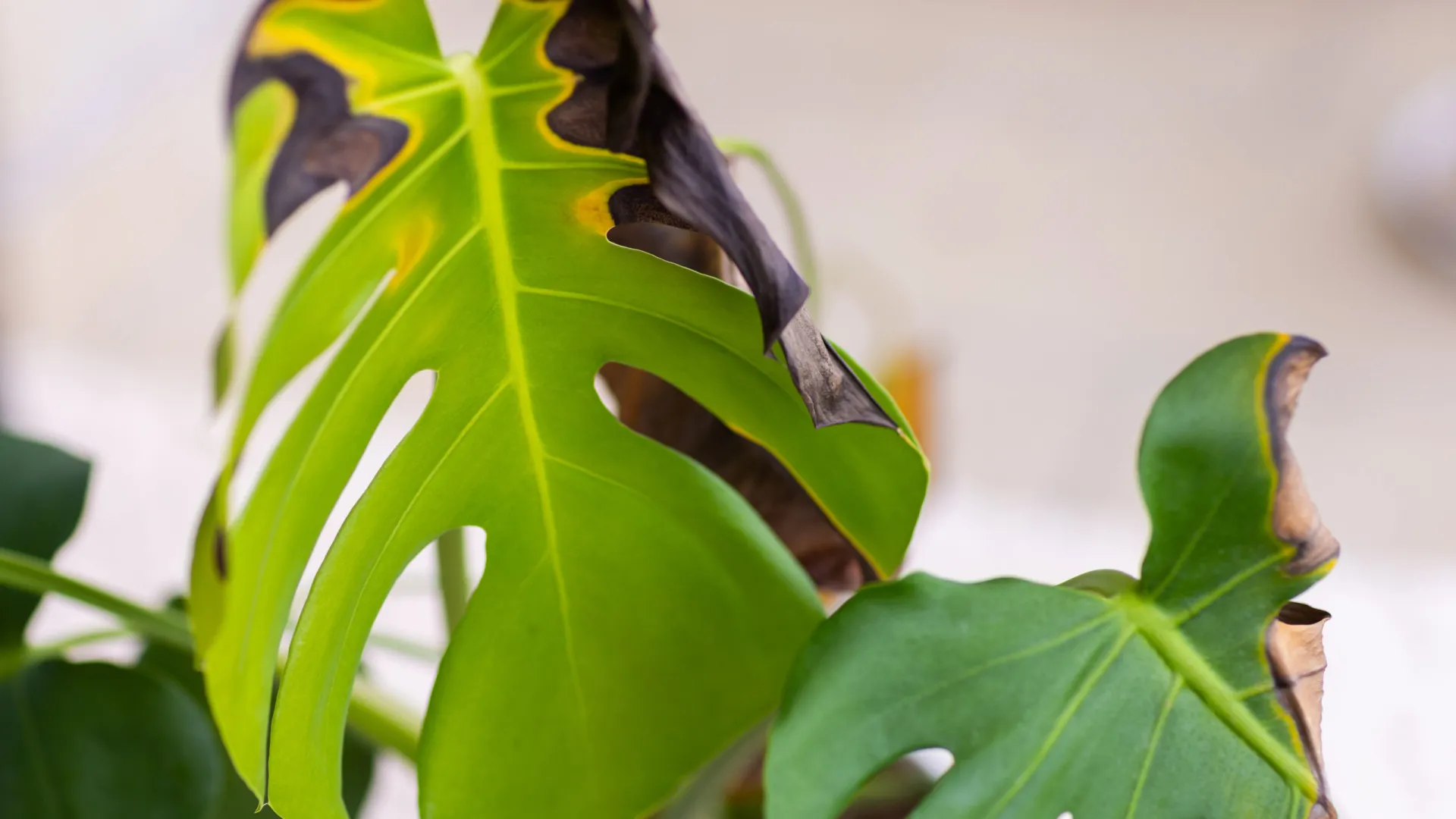 
                    Por que as folhas da planta monstera ficam amarelas (e como resolver)
                