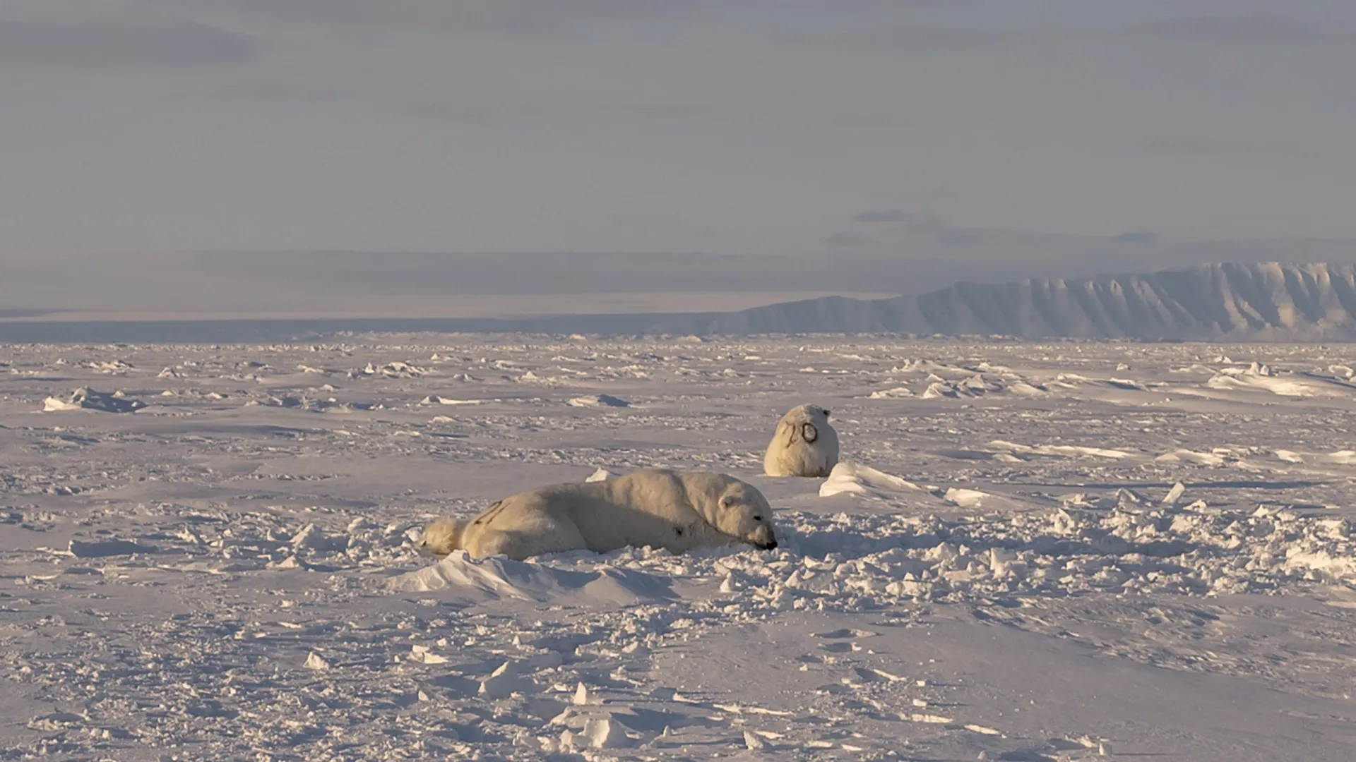 
                    Ursos polares de Svalbard resistem ao aquecimento melhor do que esperado
                