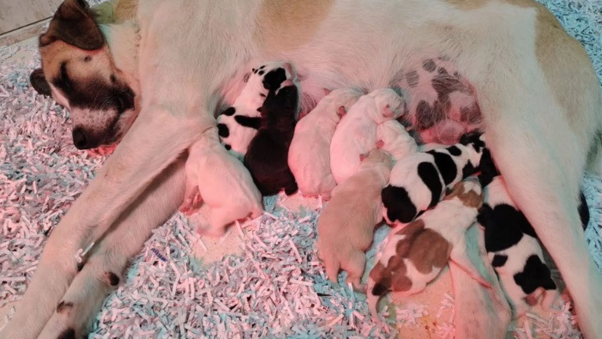 
                    Niebla, cadela encontrada após colisão de comboios em Espanha, deu à luz
                
