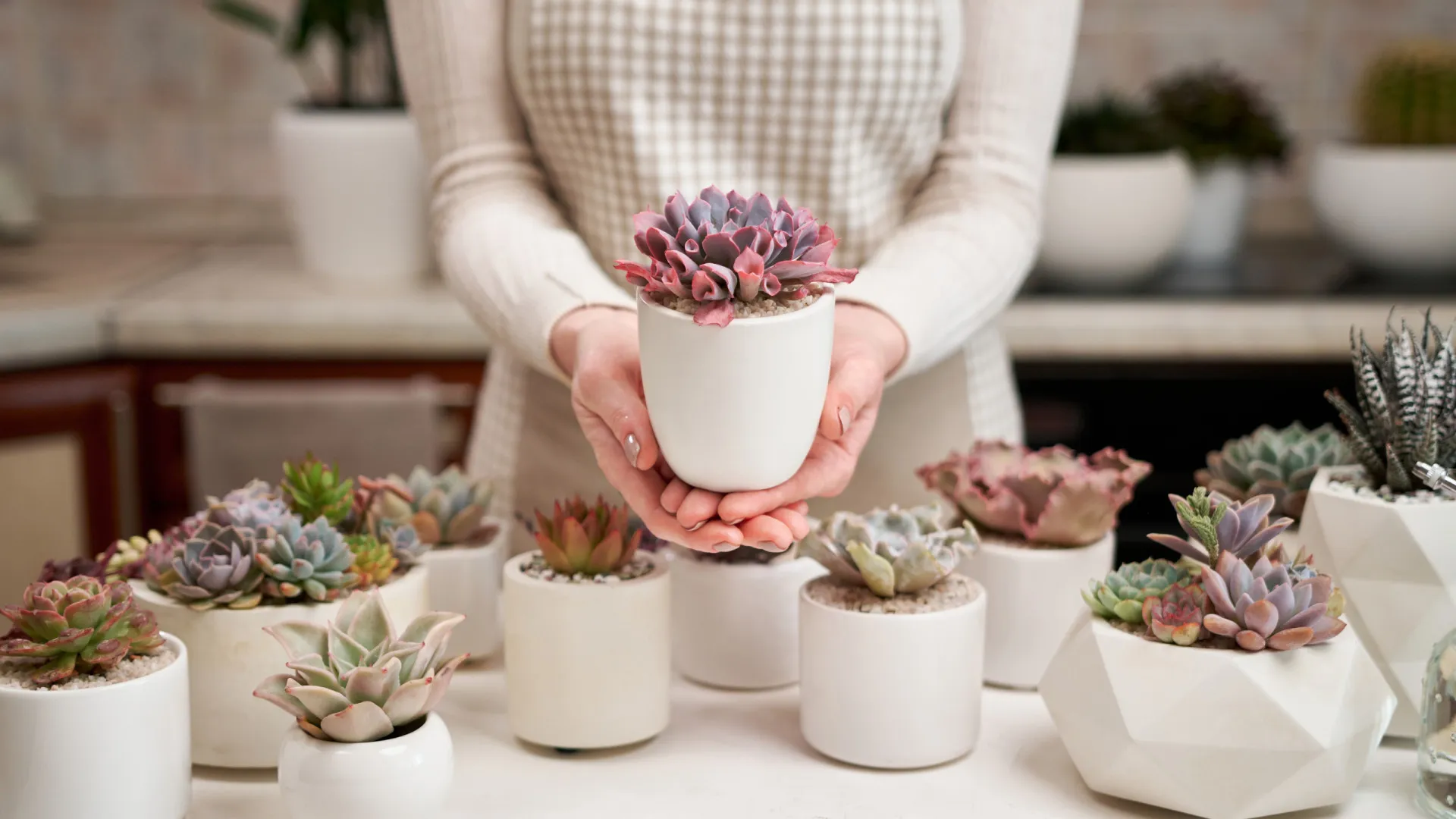 
                    Se as suas suculentas estão a mudar de cor, o melhor é agir de imediato
                