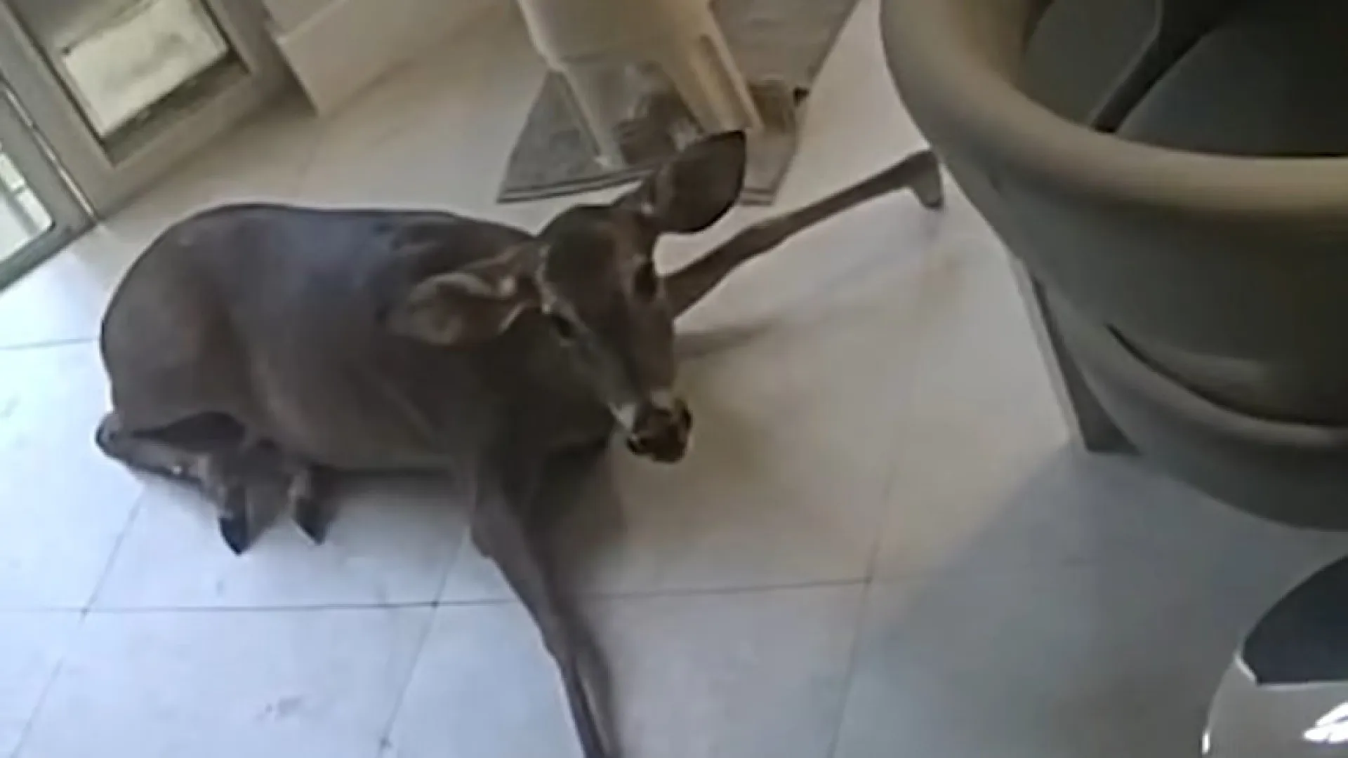 
                    Casa invadida pela janela da sala na Florida. O criminoso? Um veado
                