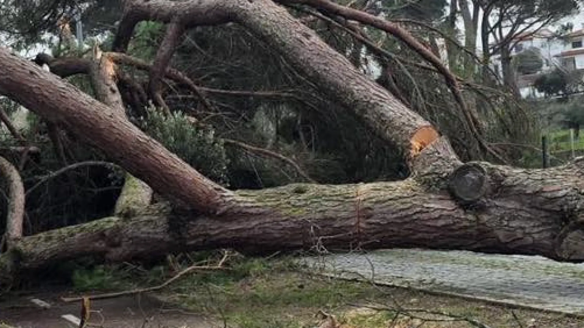 Pombal auxilia candidaturas aos apoios à habitação própria e permanente