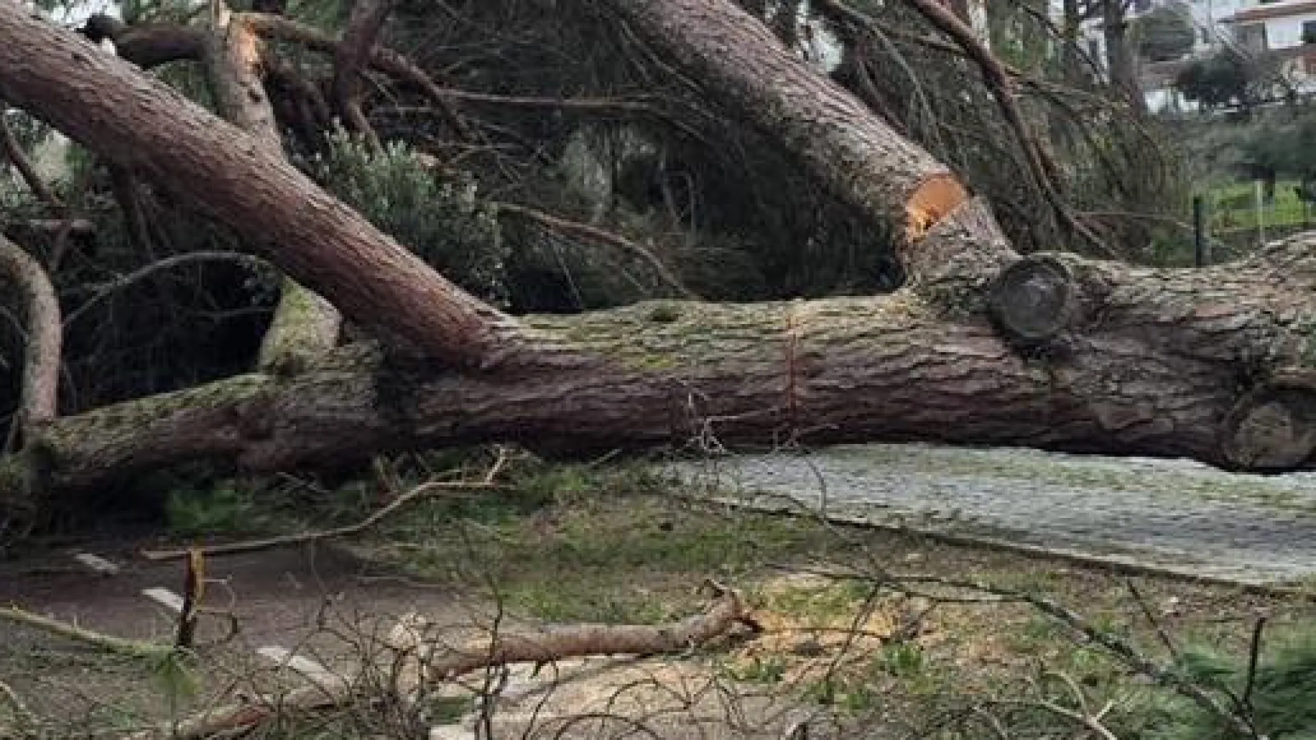 
                    Uma semana depois luz regressa e lojas reabrem em freguesia de Pombal
                