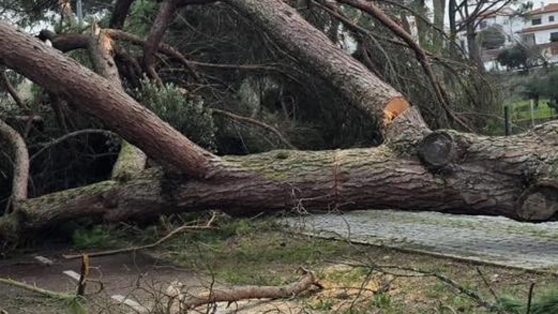 
                    Câmara de Pombal reabre quase todas as escolas na segunda-feira
                