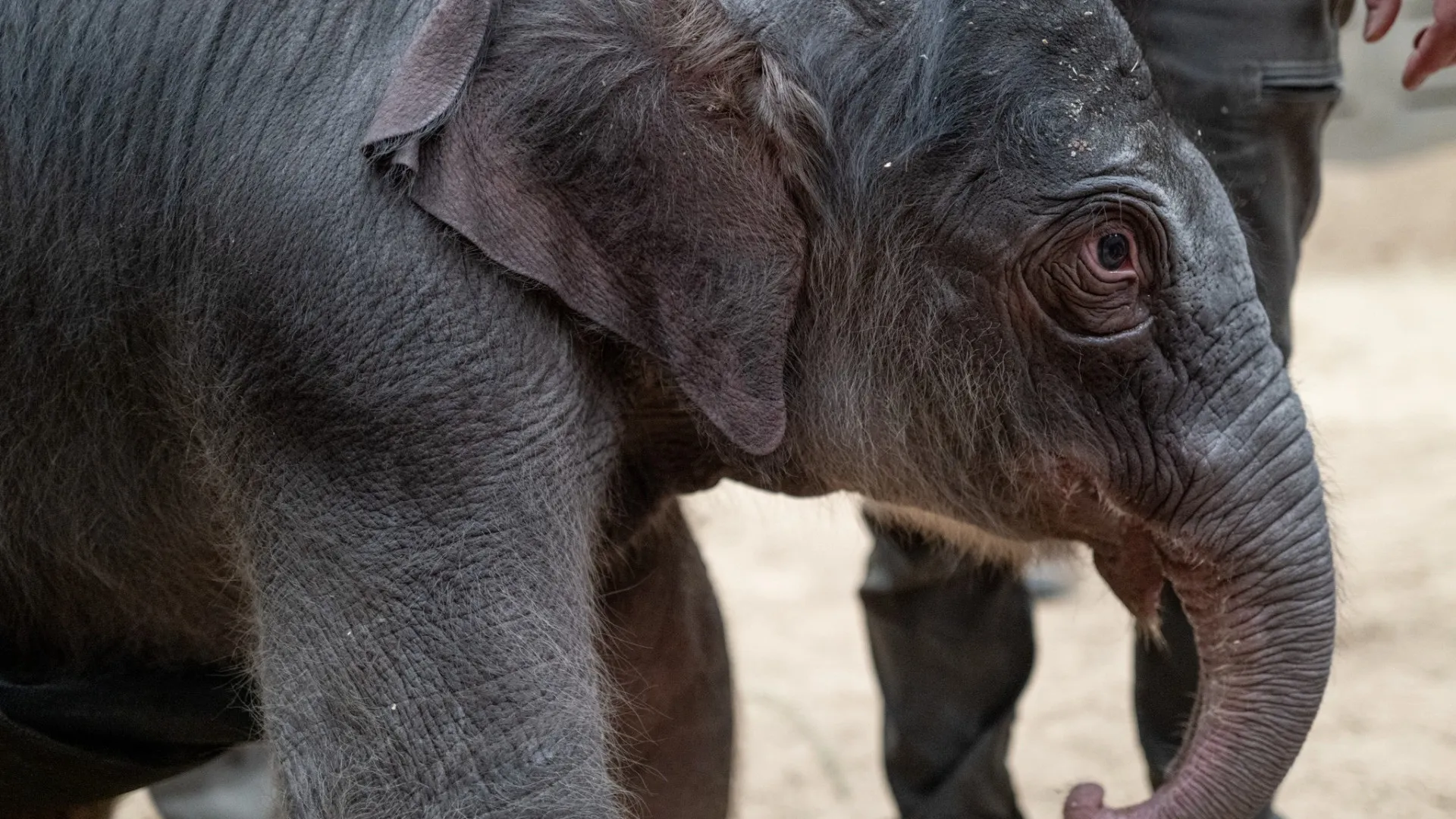 
                    Cria de elefante asiático nasce no Washington Zoo. É a 1.ª em 25 anos
                