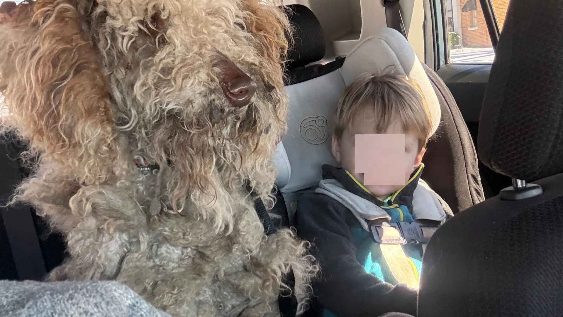 
                    Técnica veterinária é despedida por ter resgatado cão durante tempestade
                