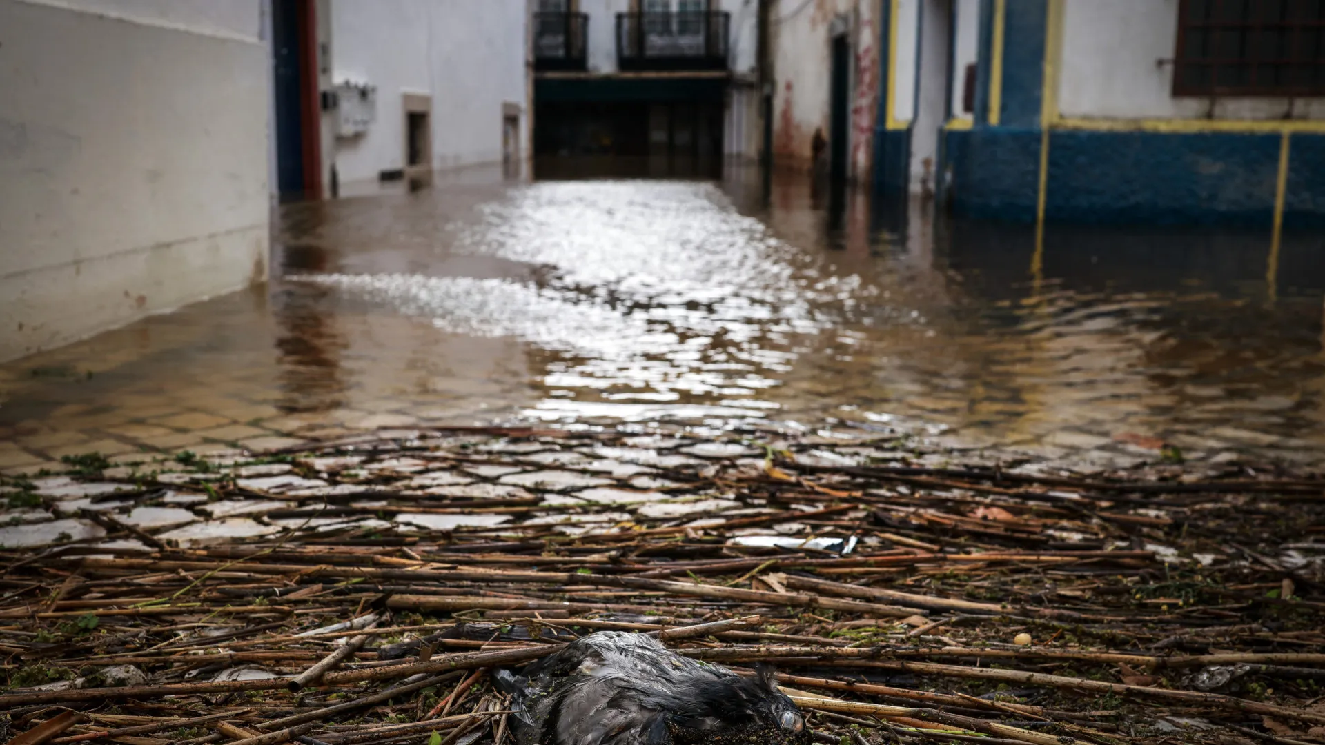 
                    Município de Leiria retirou 66 pessoas devido às cheias
                